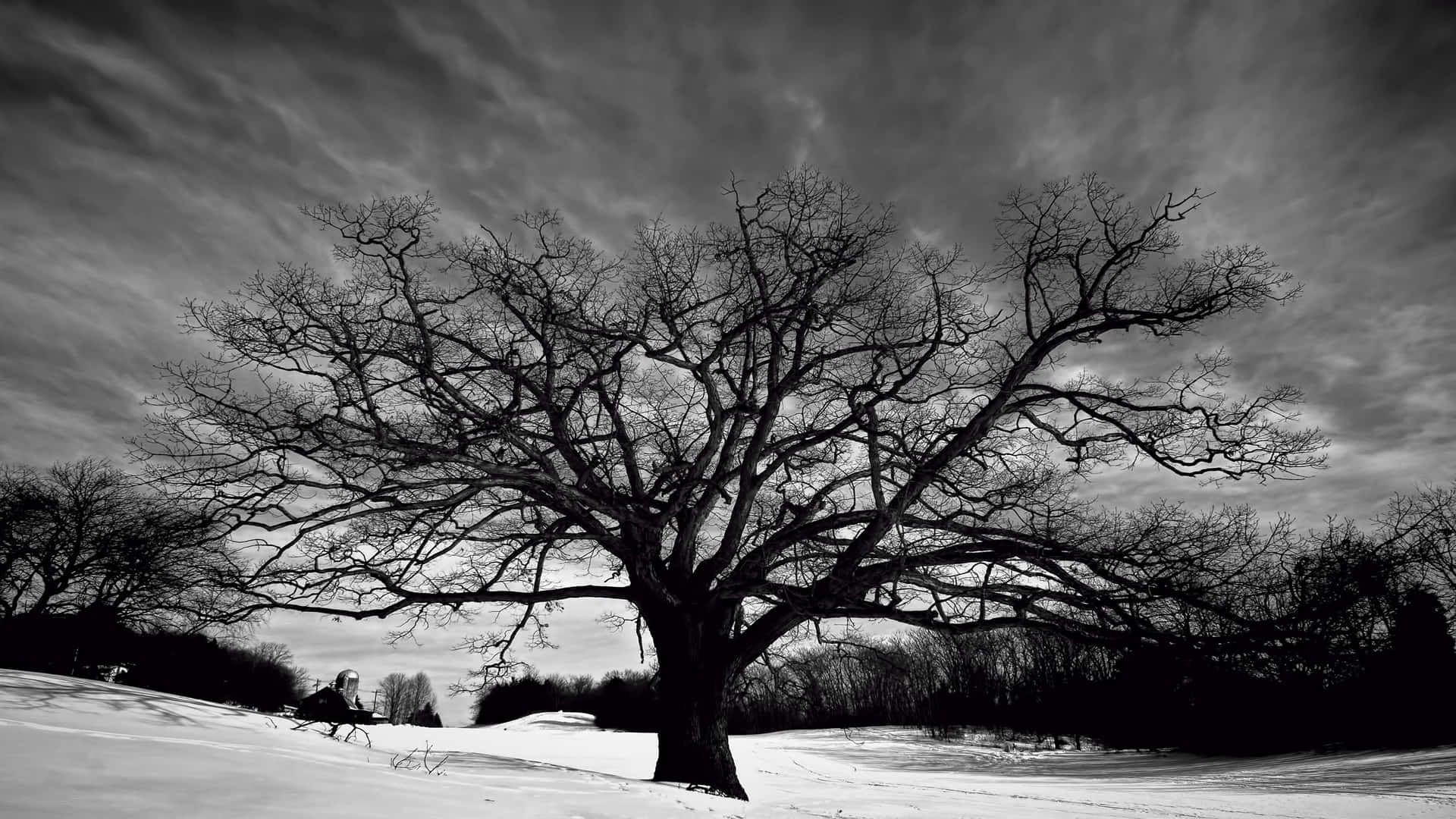 A Black And White Photo Of A Tree In The Snow Wallpaper