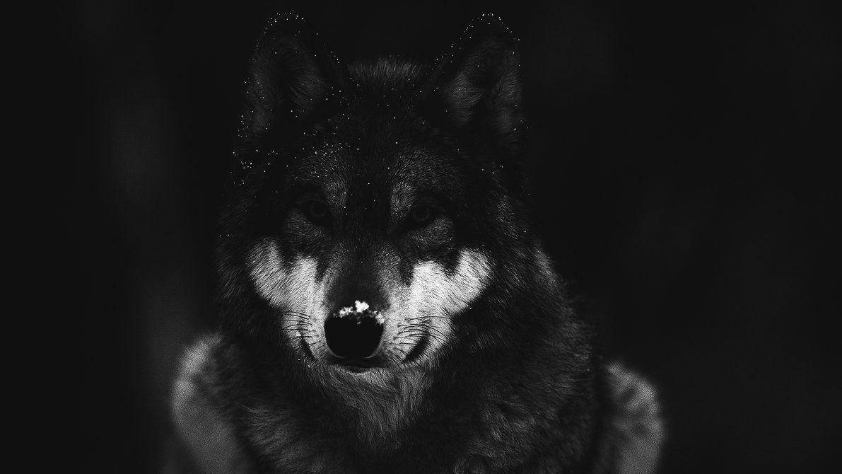 Sort og hvid foto af kølig sort ulv Wallpaper