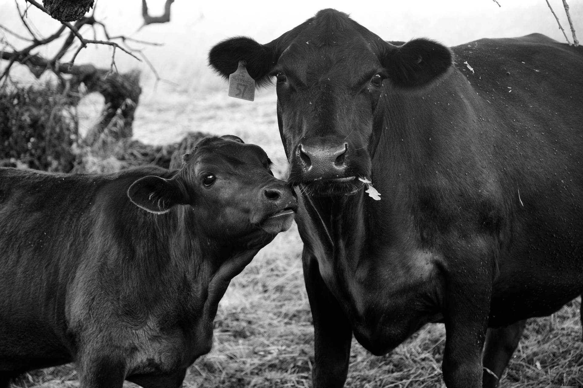 Fotoen Blanco Y Negro De Dos Adorables Vacas Fondo de pantalla