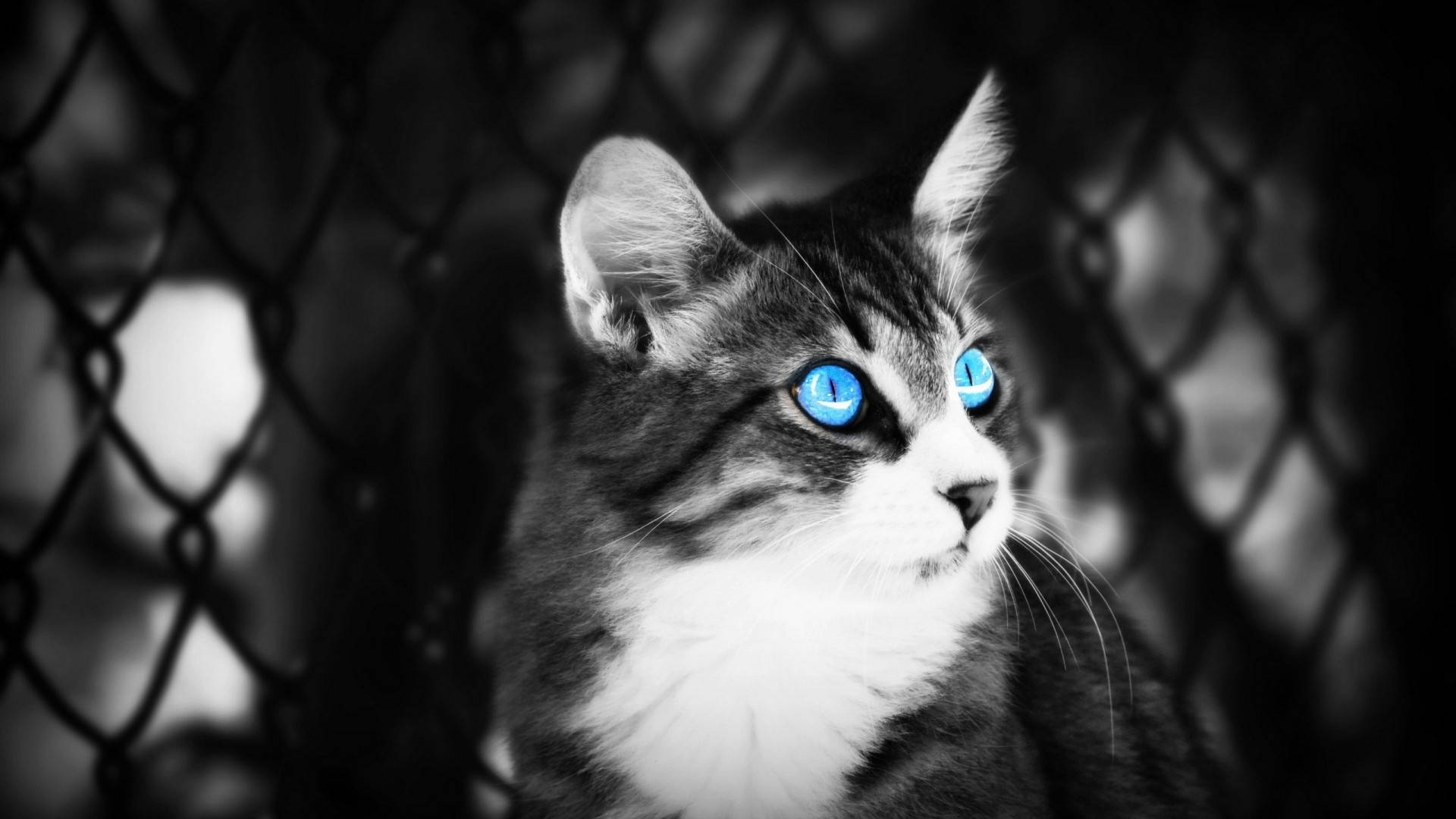Black And White Photography Cat With Blue Eyes Background