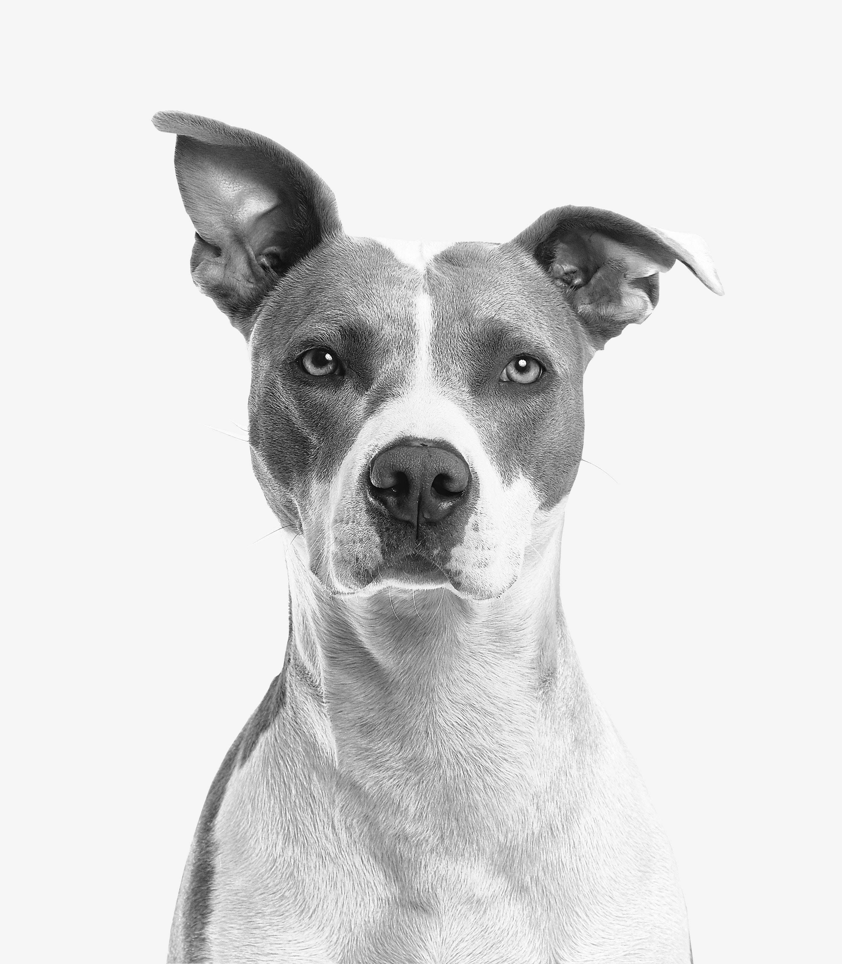 Black And White Photography Dog Wallpaper