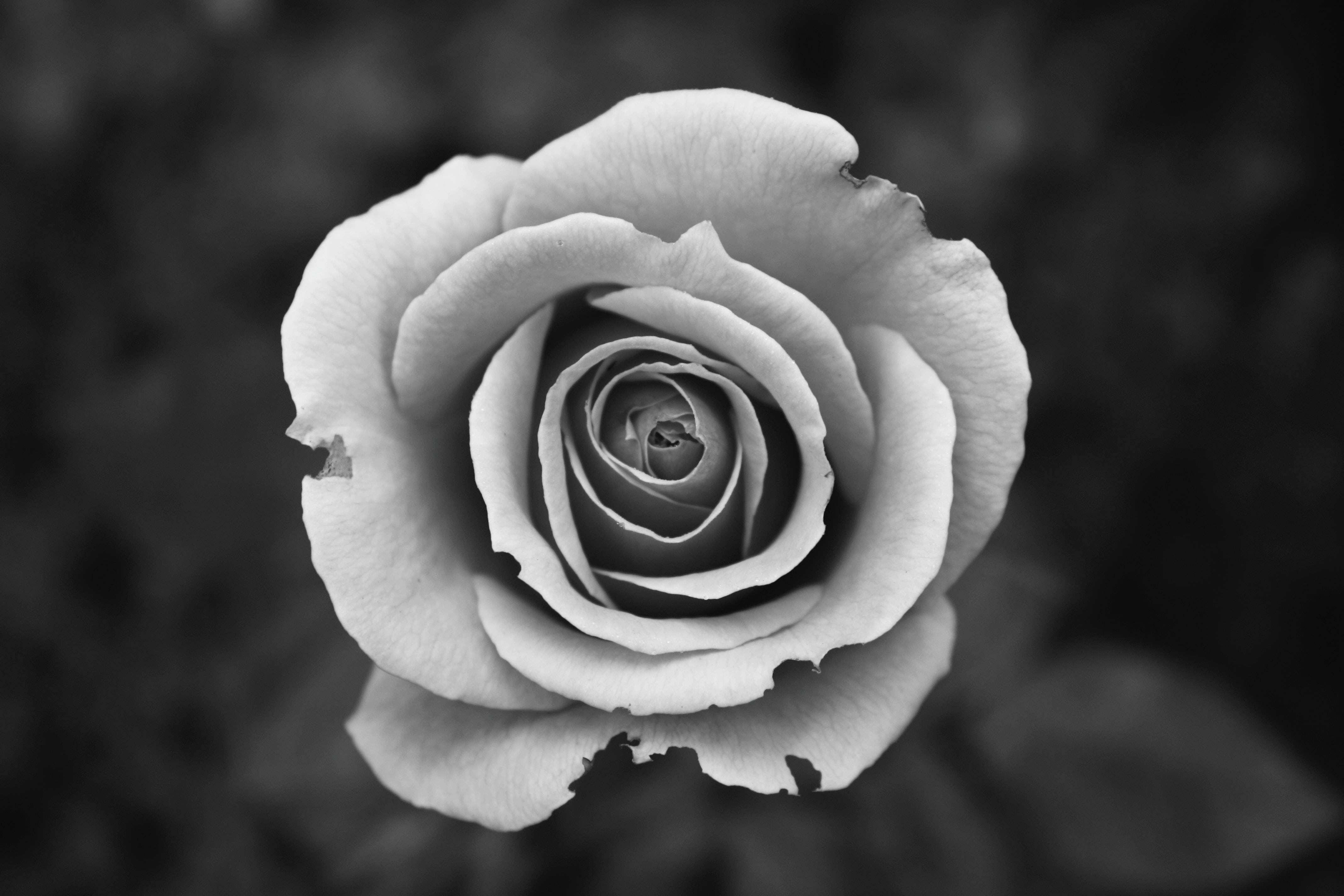 Black And White Photography Single Rose Wallpaper