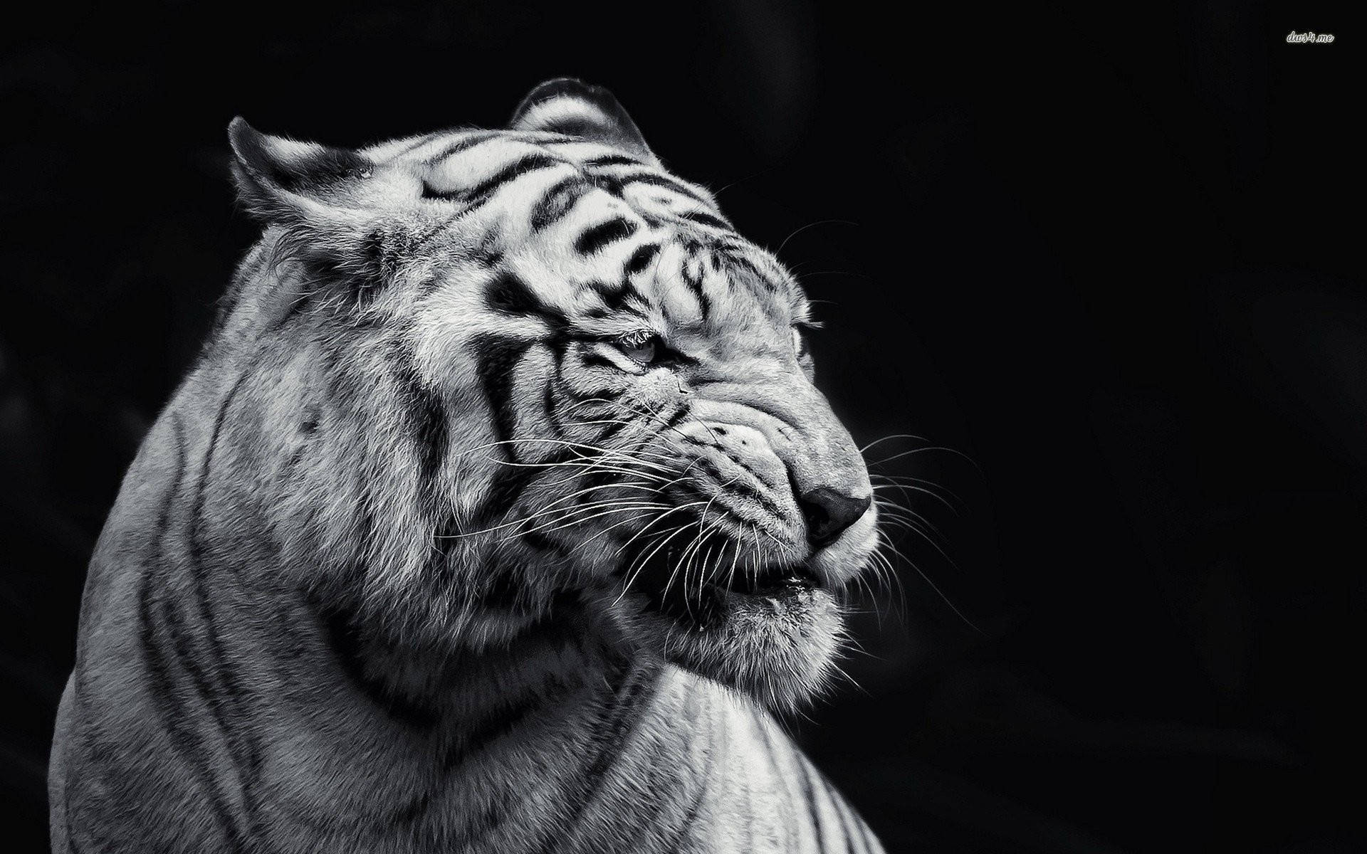 Fotografiaem Preto E Branco De Tigre. Papel de Parede