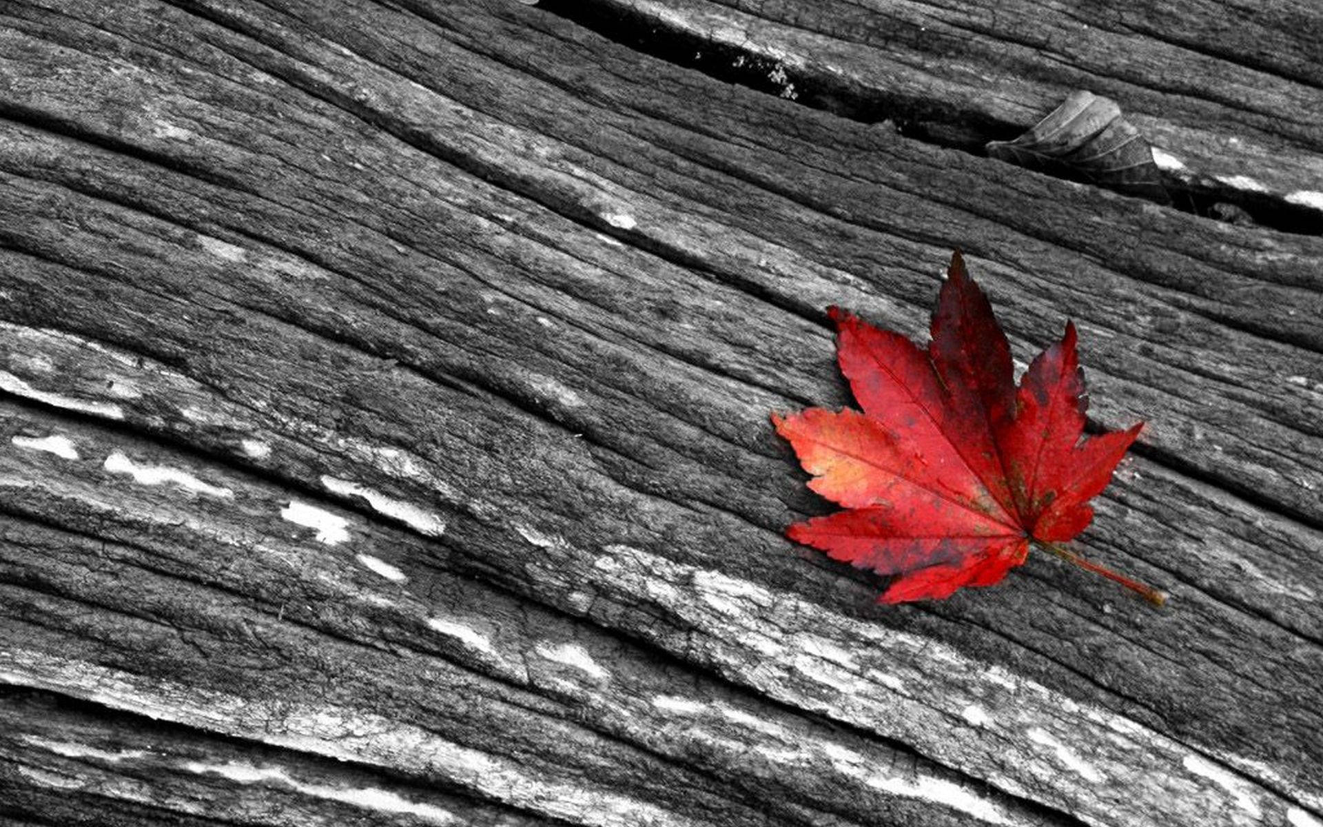Black And White Photography Wood And Maple Leaf Wallpaper