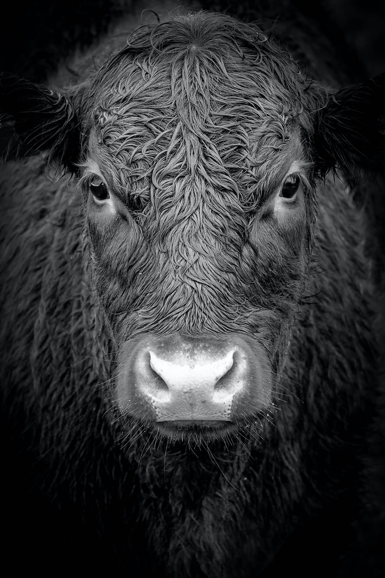 Black And White Portrait Of A Cow Wallpaper