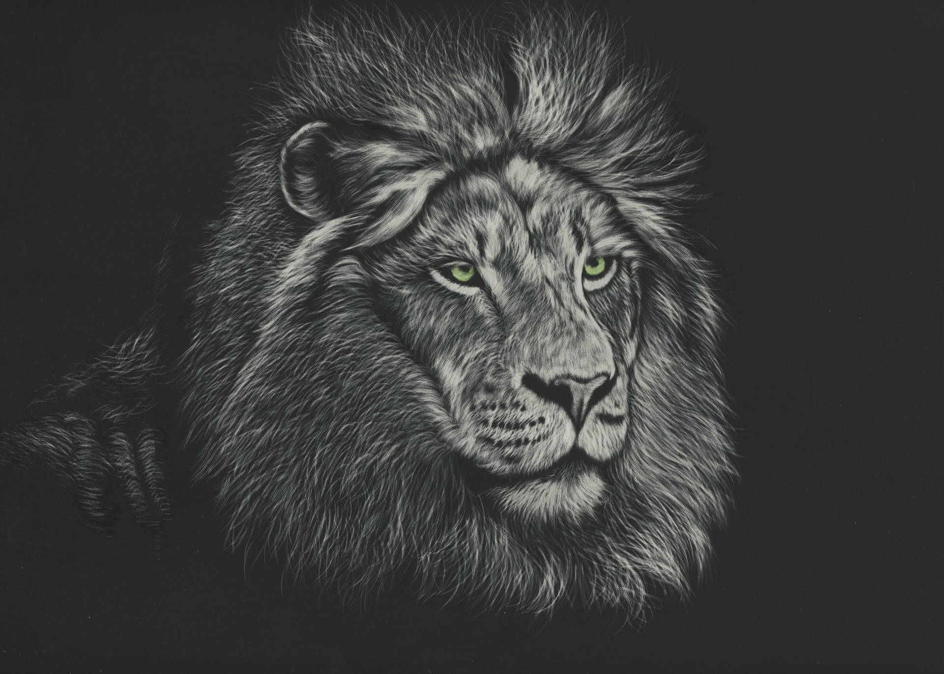 Black And White Predator Lion Wallpaper