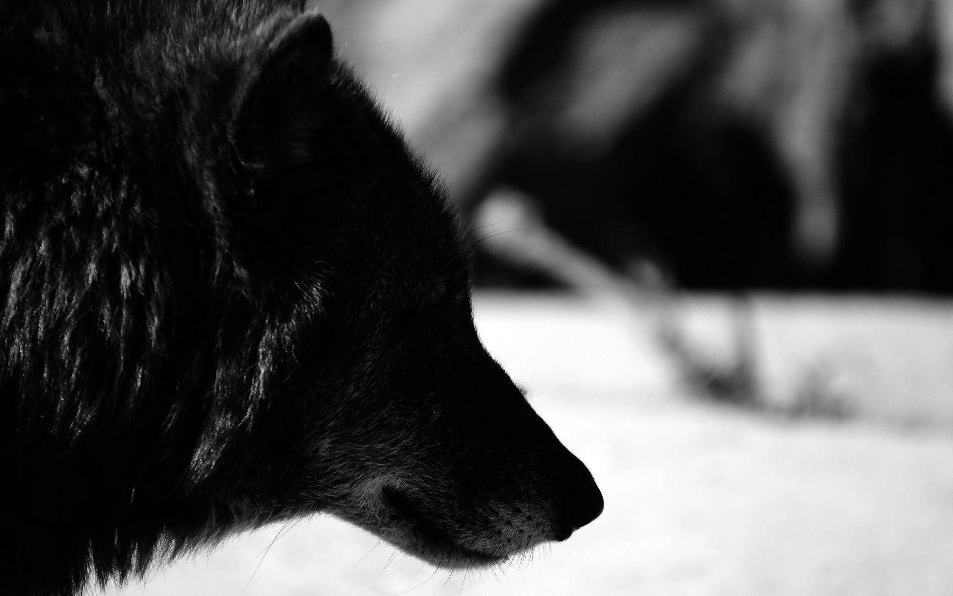 Black And White Profile Of Cool Black Wolf Wallpaper