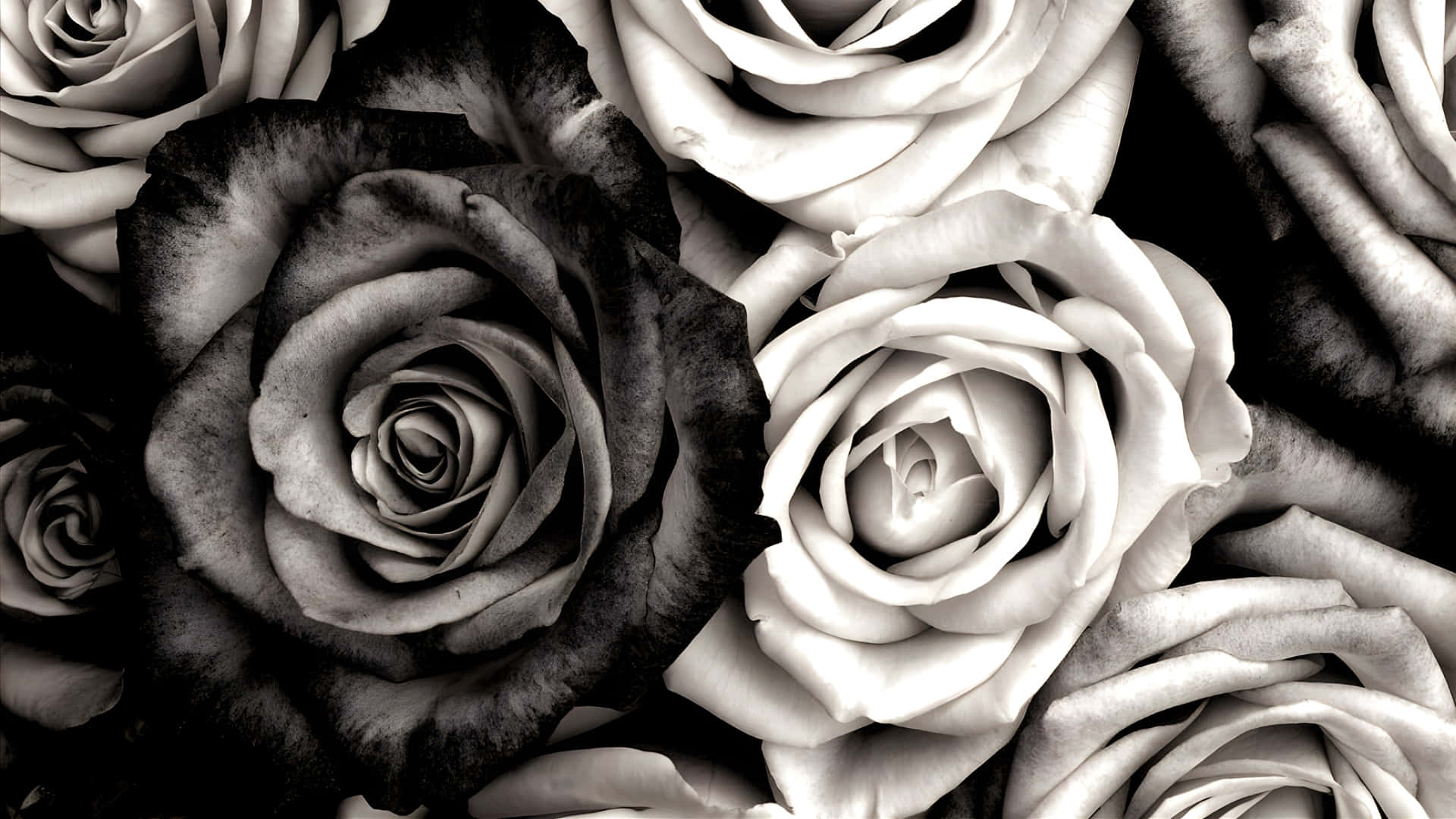 Black And White Rose Bouquet Wallpaper
