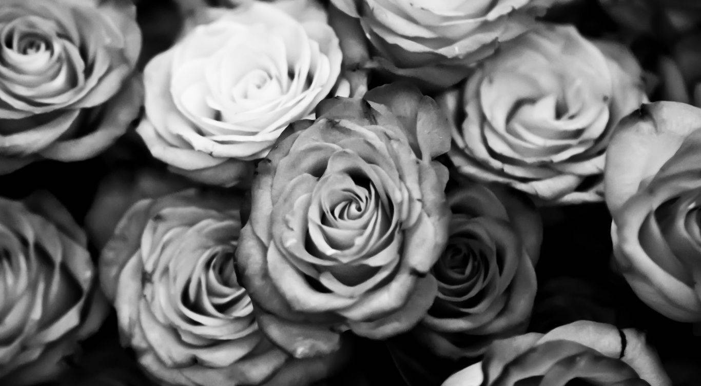 Schwarzeund Weiße Rosenblumen In Voller Blüte Wallpaper