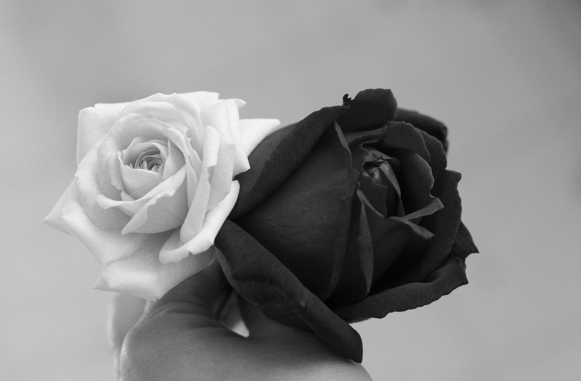 Schwarzeund Weiße Rosenblumen Auf Einer Hand Wallpaper