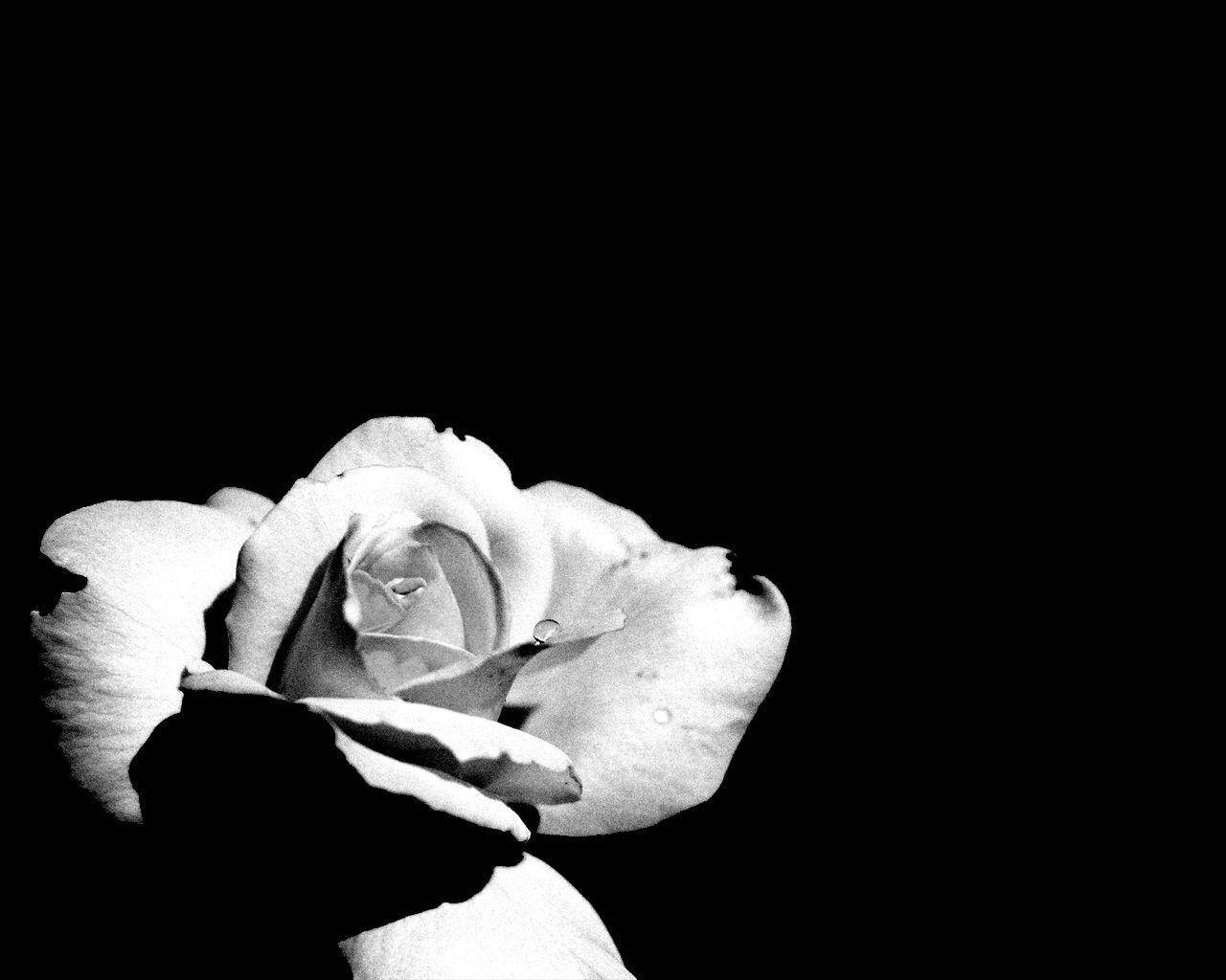 Fondode Pantalla Negro Y Blanco Con Una Rosa En Un Ambiente Oscuro. Fondo de pantalla