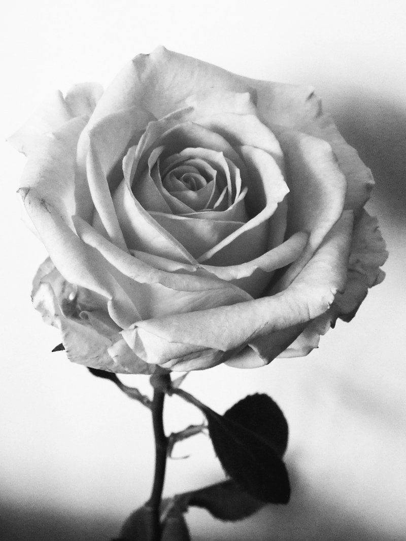 Schwarzeund Weiße Rose An Einer Wand Wallpaper