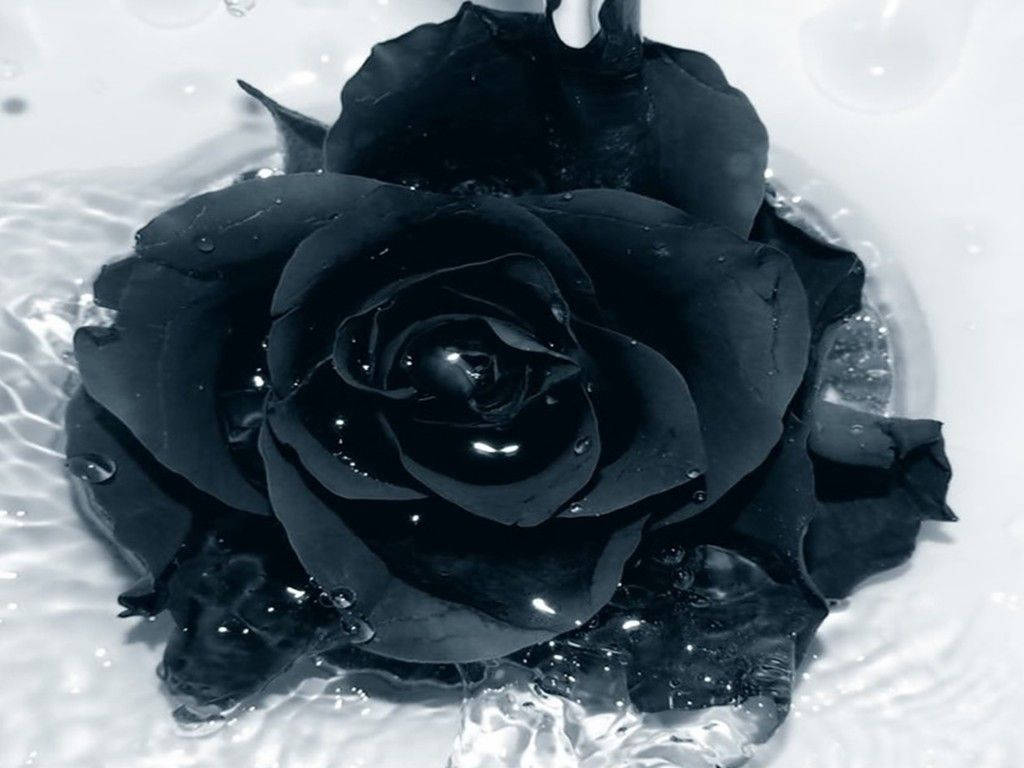 Schwarzeund Weiße Rose Auf Dem Wasser Wallpaper