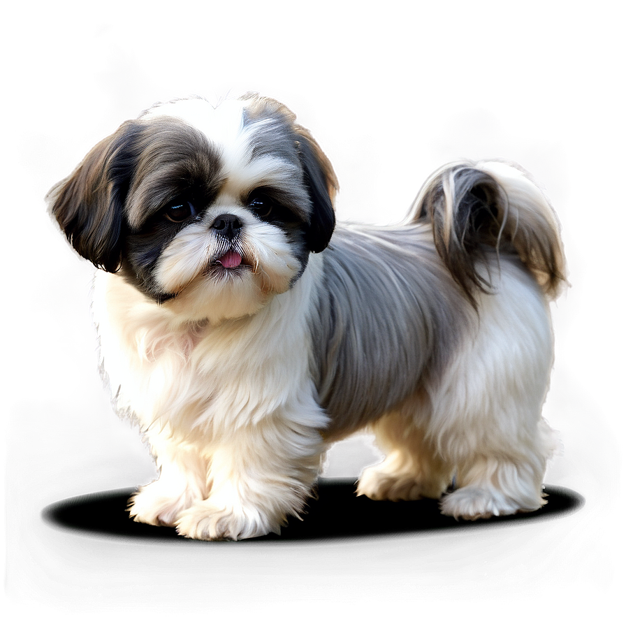 Black And White Shih Tzu Png 06242024 PNG