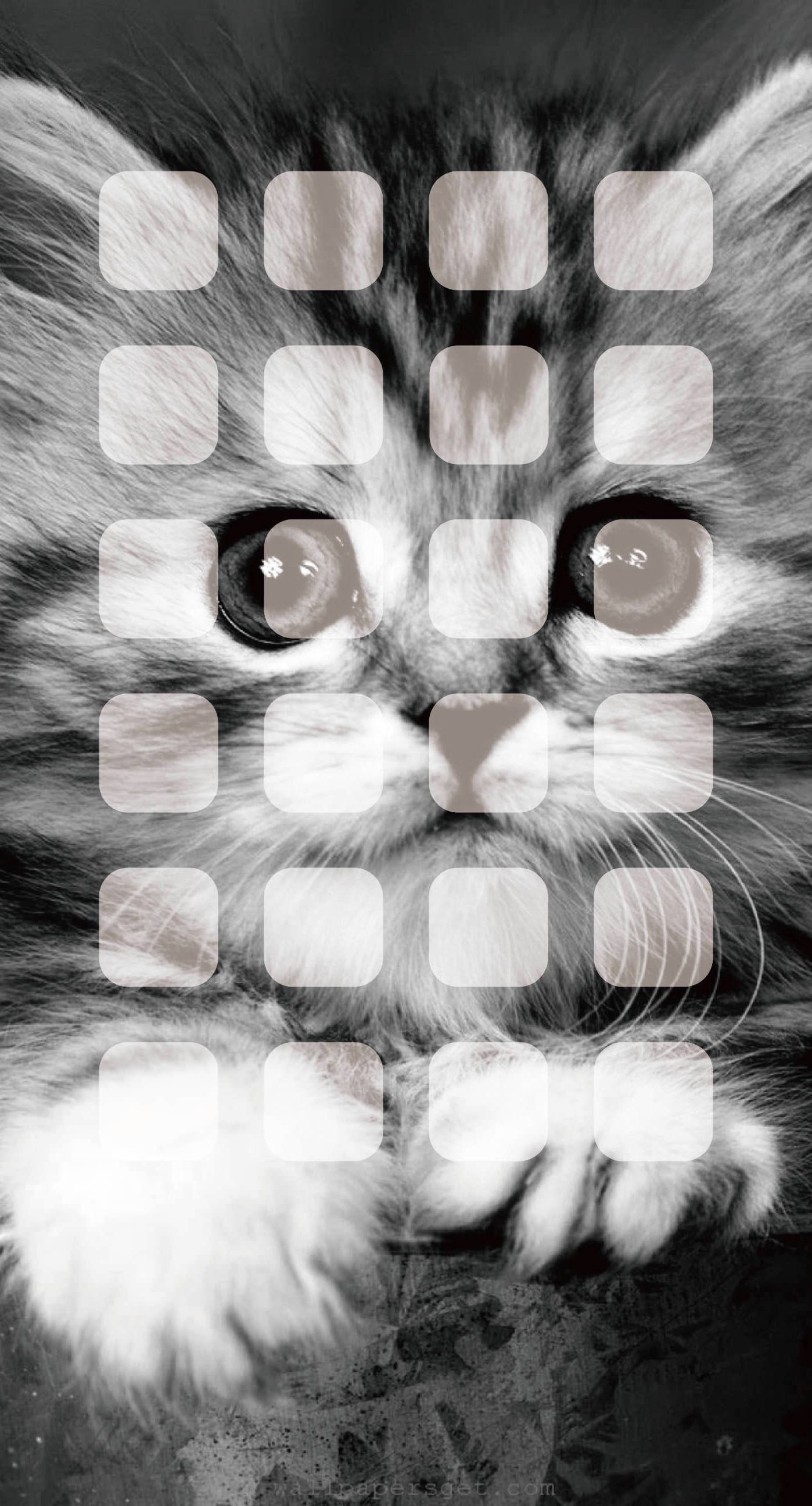 Black And White Small Tabby Cat Iphone Screensaver Background