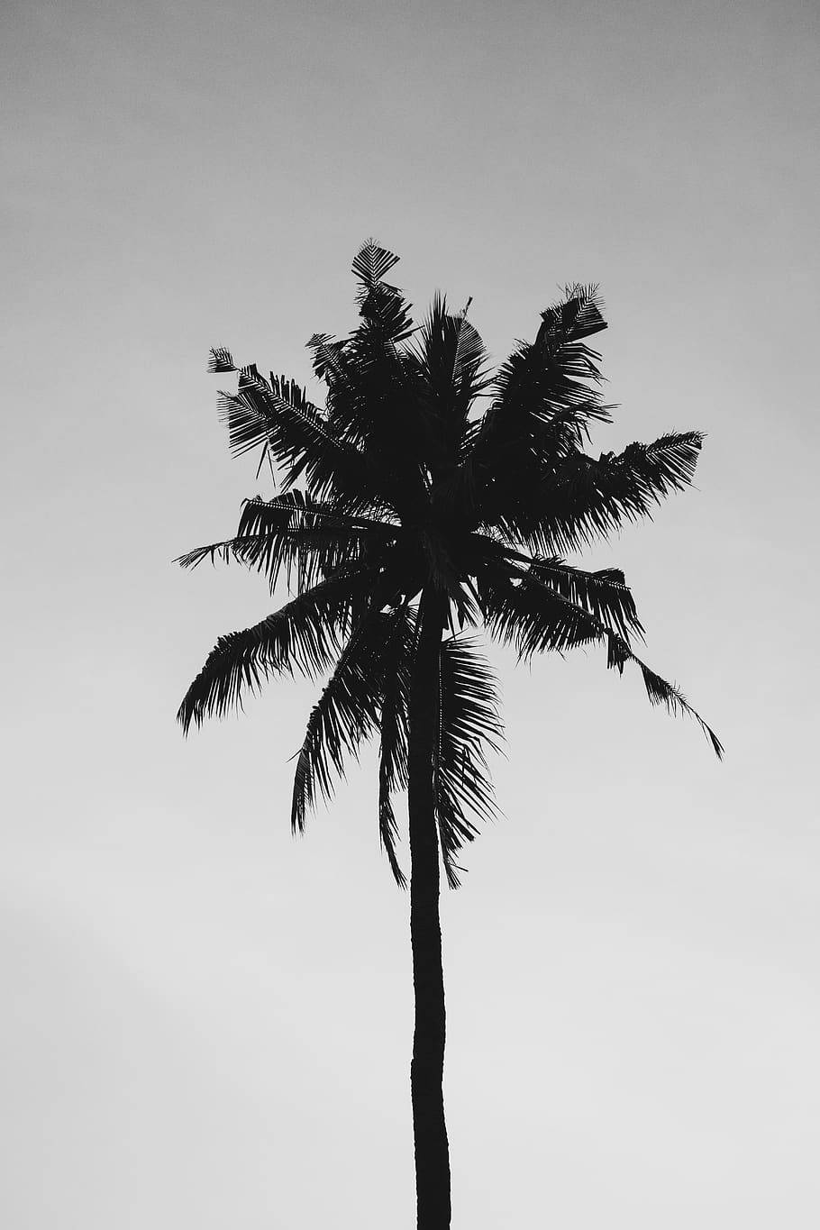 Black And White Solitary Coconut Tree Wallpaper