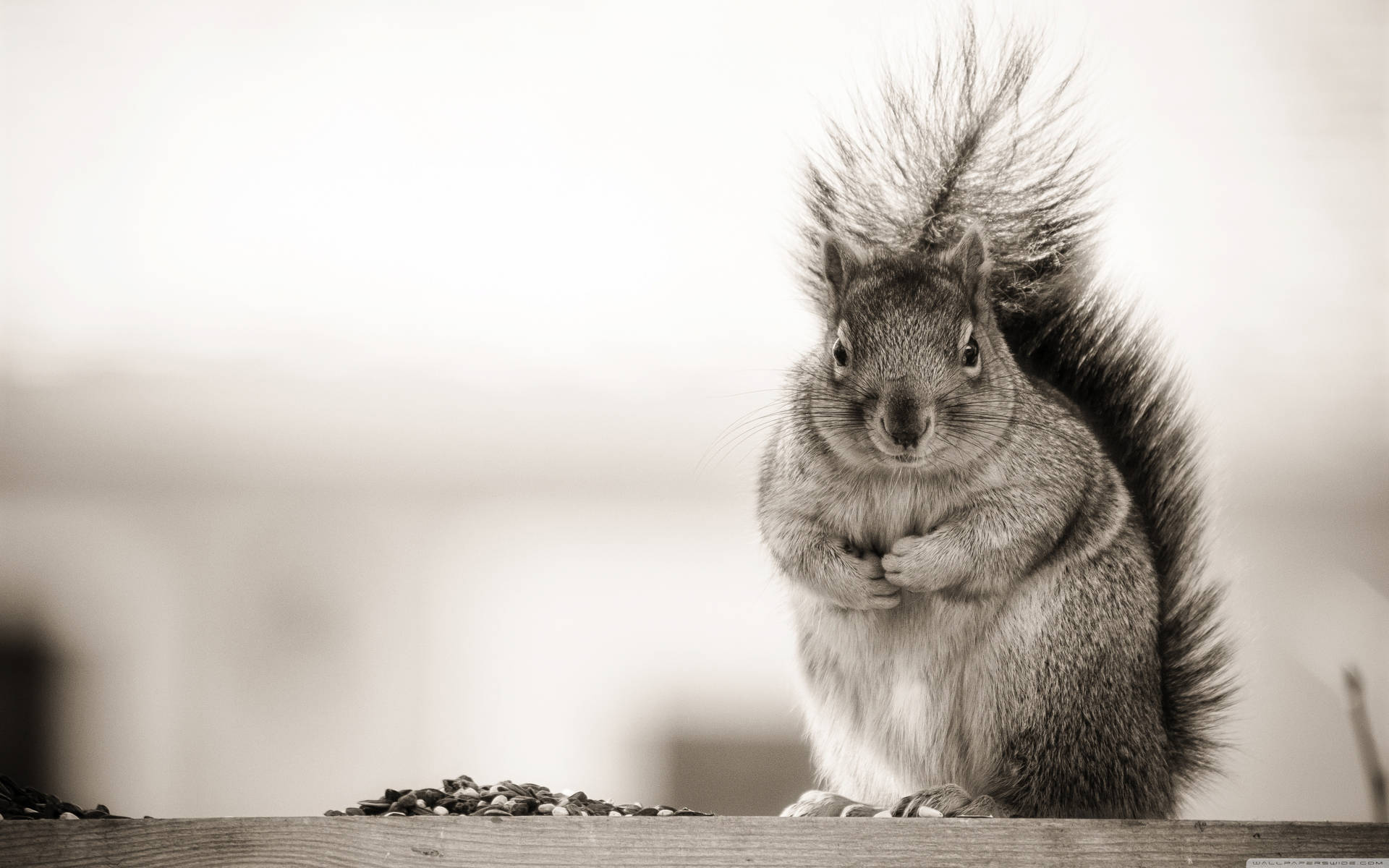 Black And White Squirrel Wallpaper