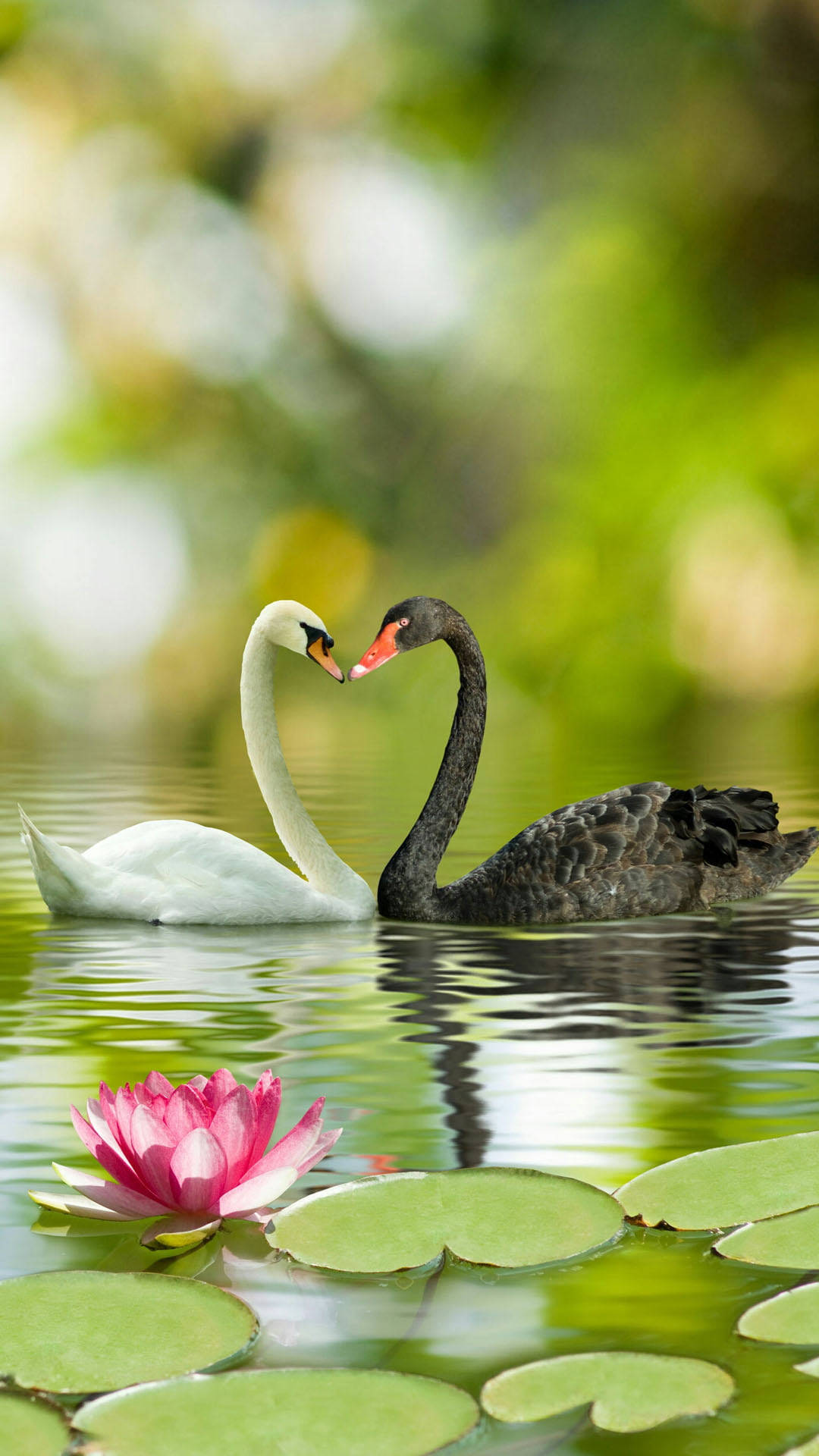 Black And White Swans Love Nature Wallpaper