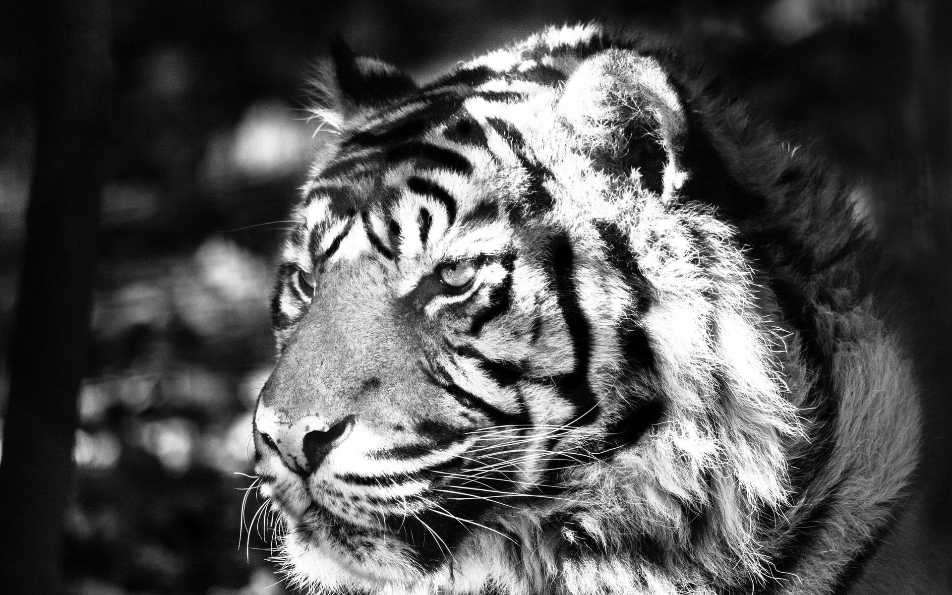 Majestic Black and White Tiger Wallpaper