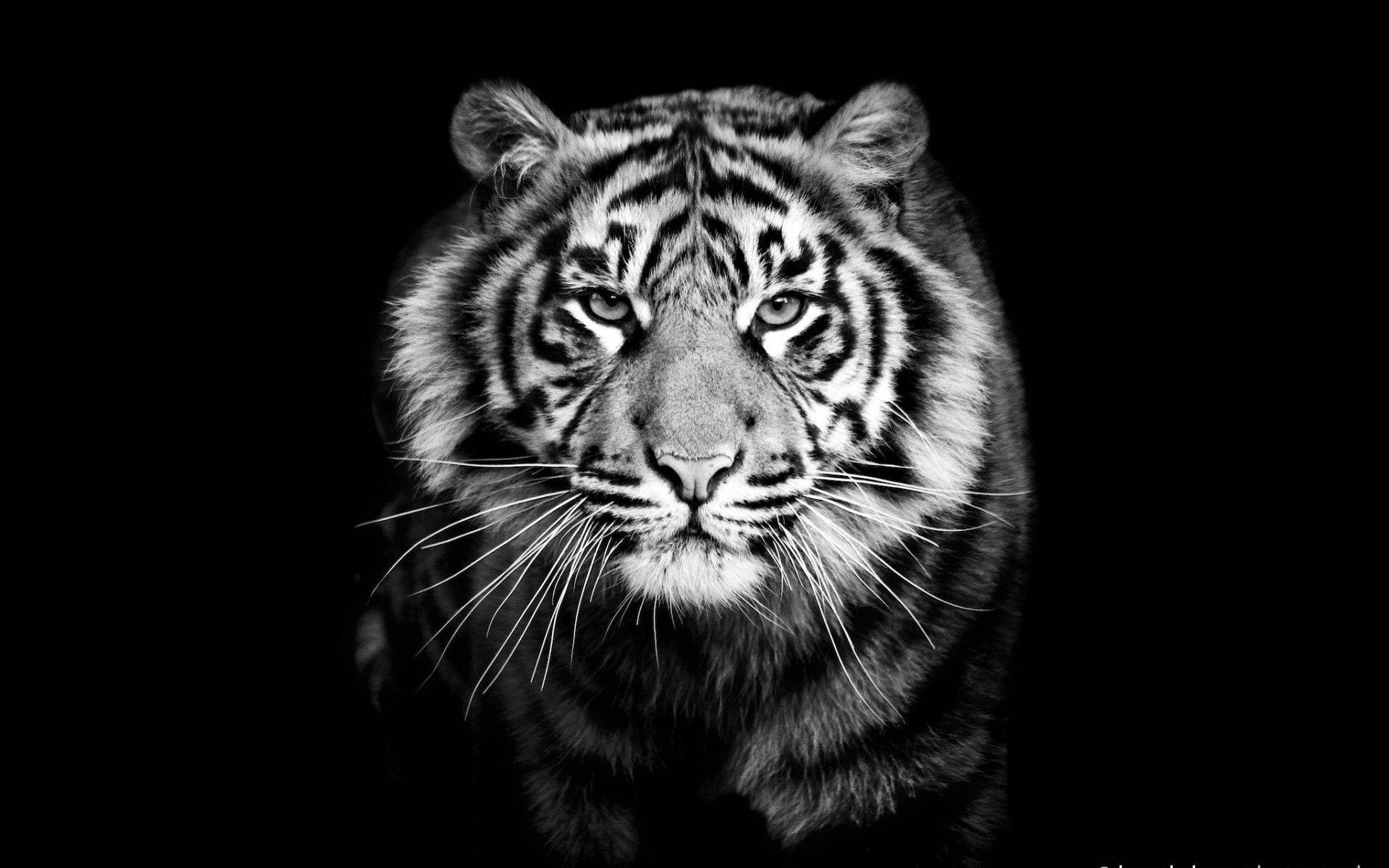 Striking Black and White Tiger Portrait Wallpaper