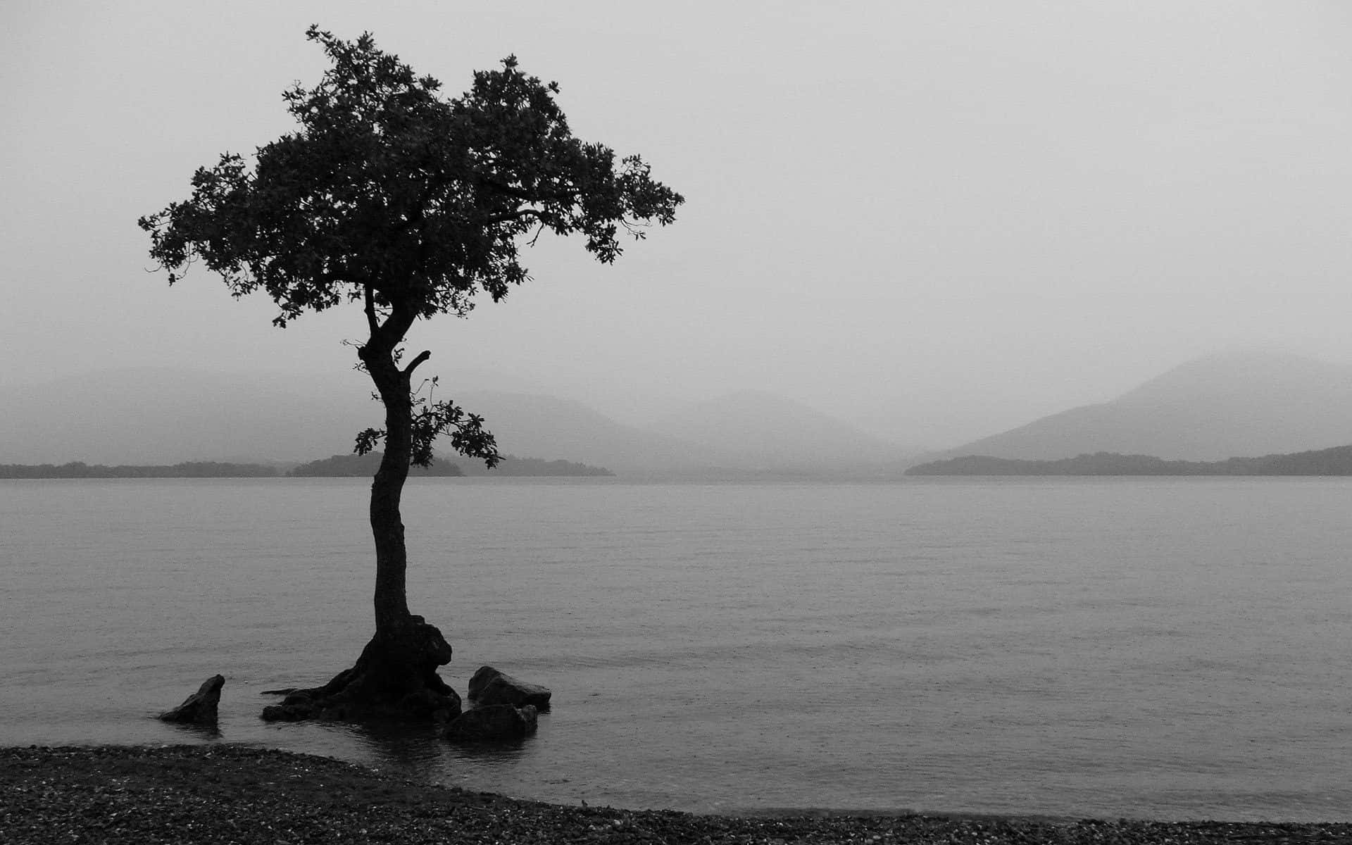 Captivating Silhouette of a Tree in Black and White Wallpaper