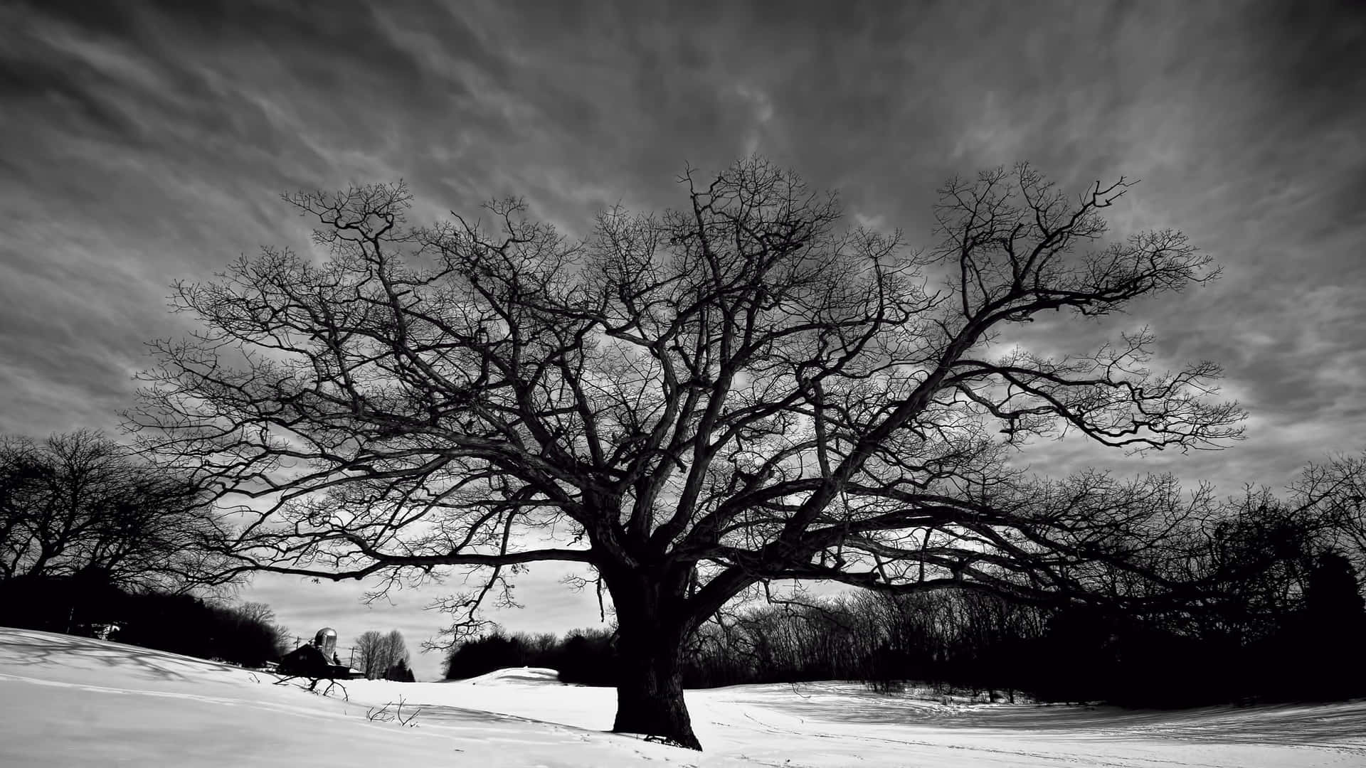 Captivating Black and White Tree Silhouette Wallpaper