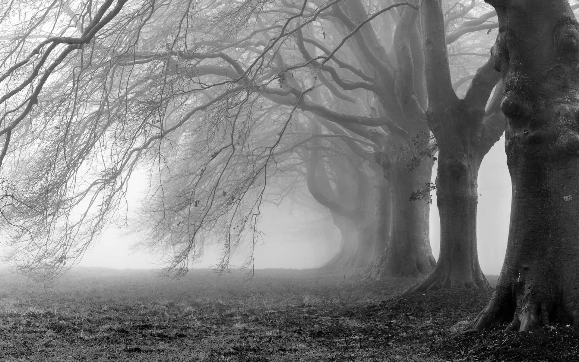 Stunning Black and White Tree Silhouette Wallpaper