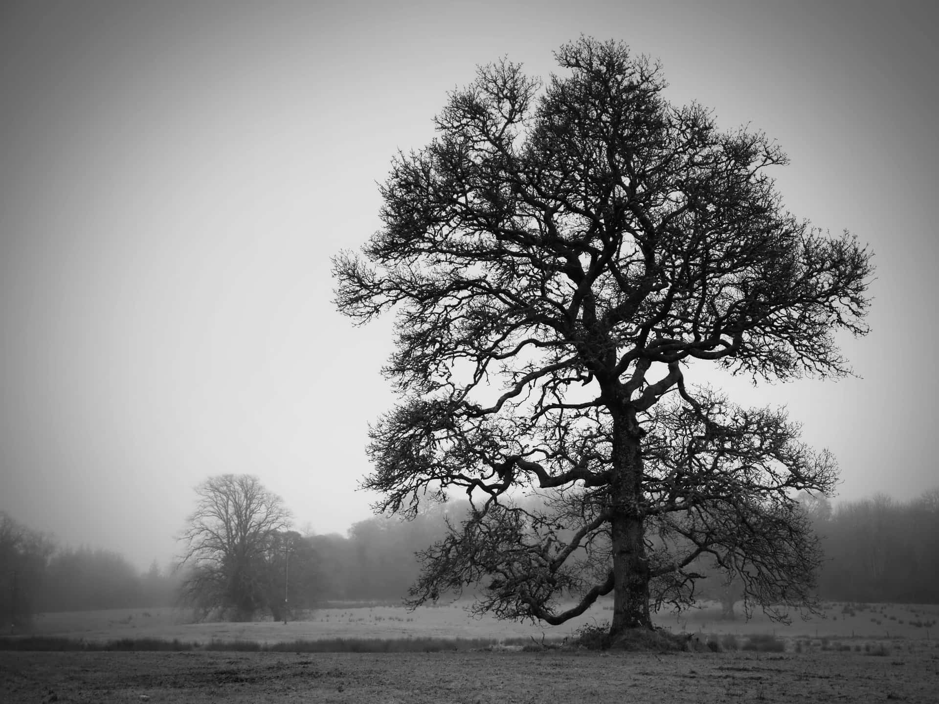 Captivating black and white tree standing tall amidst the tranquil landscape Wallpaper