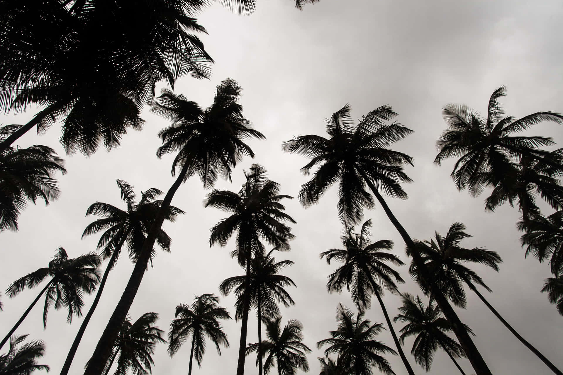 Majestic Black and White Tree Wallpaper