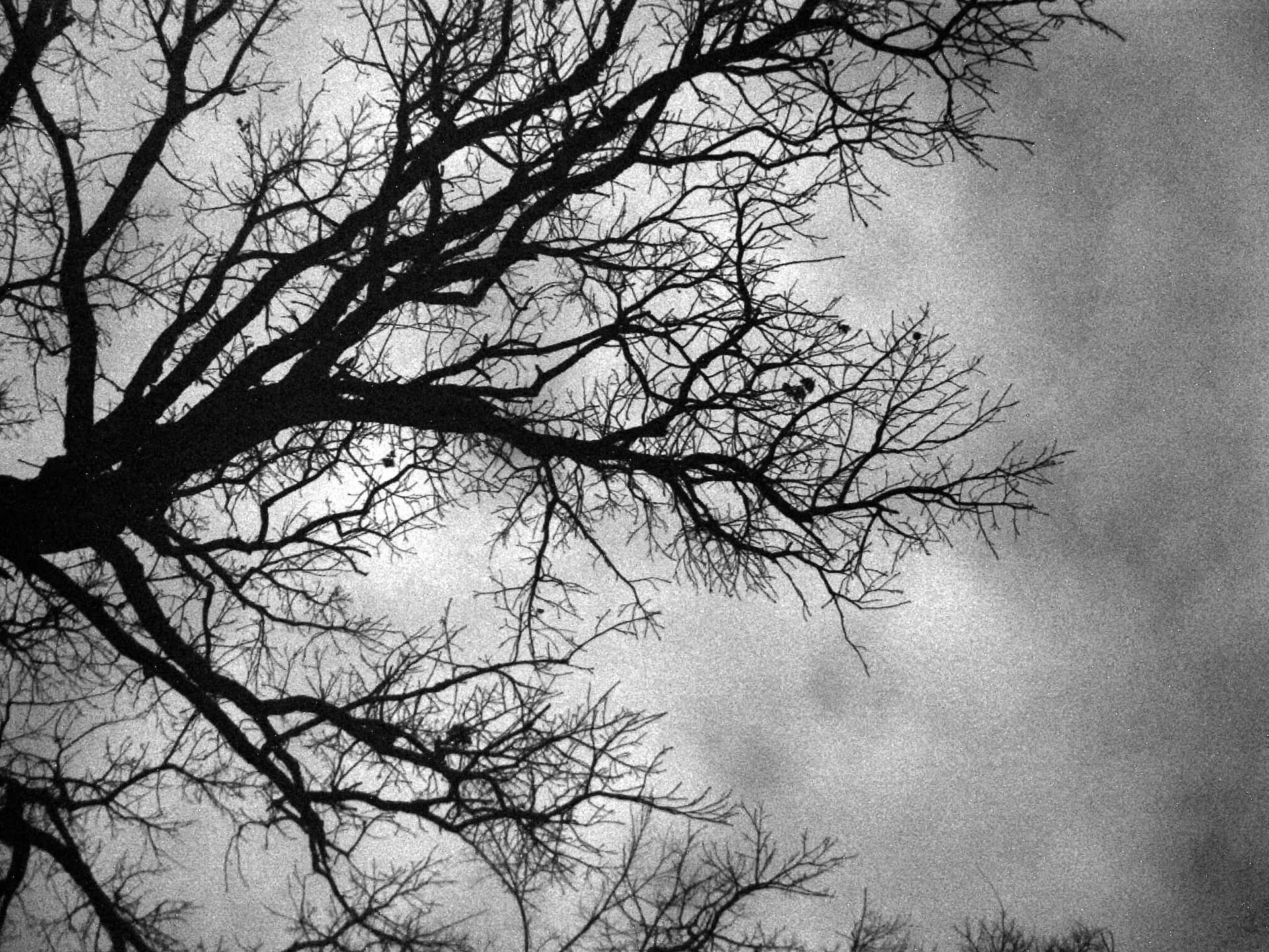 Black And White Tree Branches Low Angle Shot Wallpaper