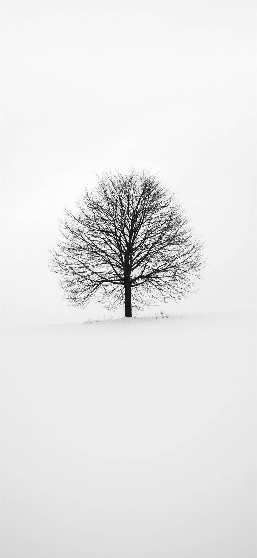 Black And White Tree Iphone 2021 Wallpaper