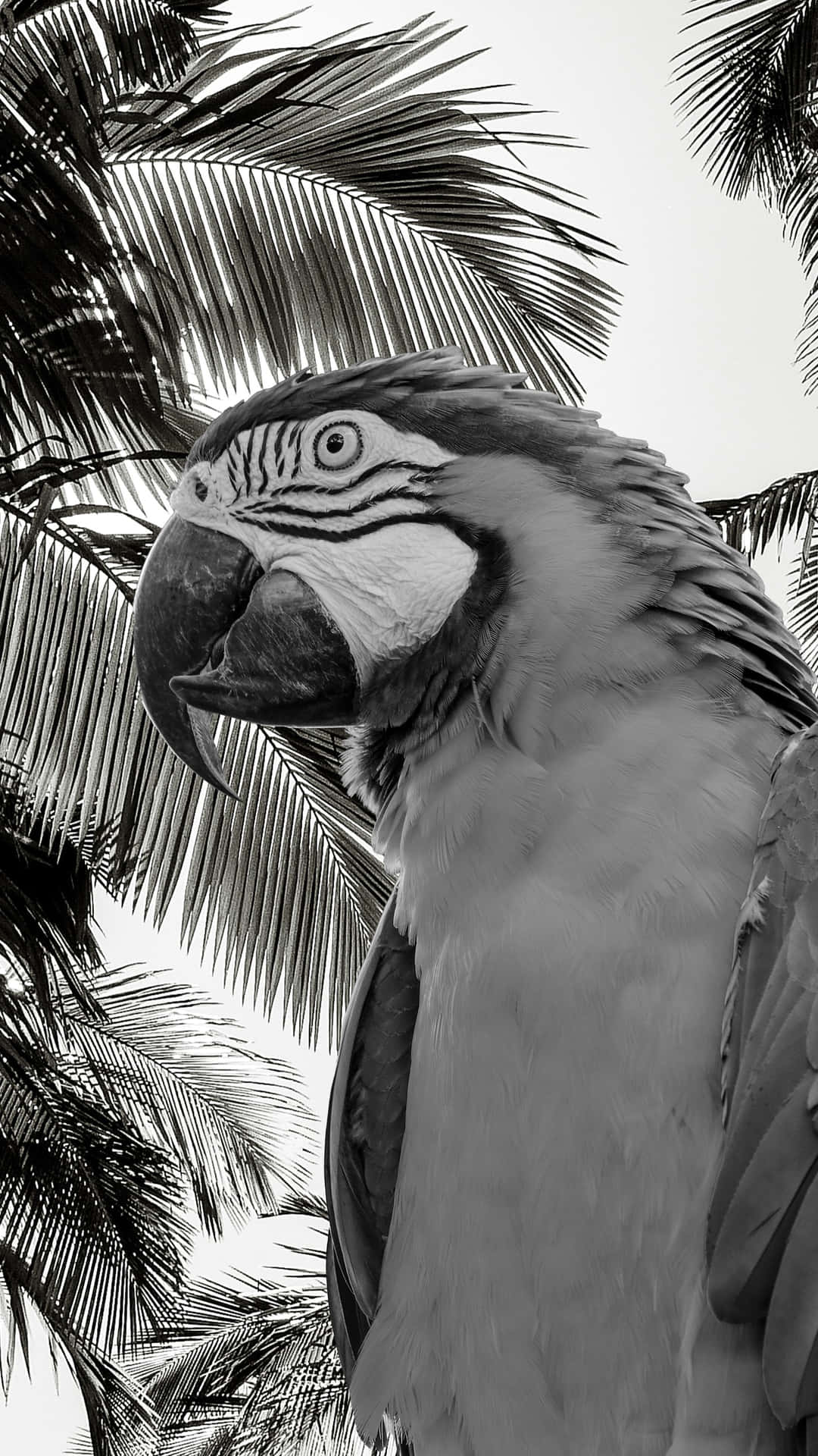 Black And White Tropical Parrot Wallpaper