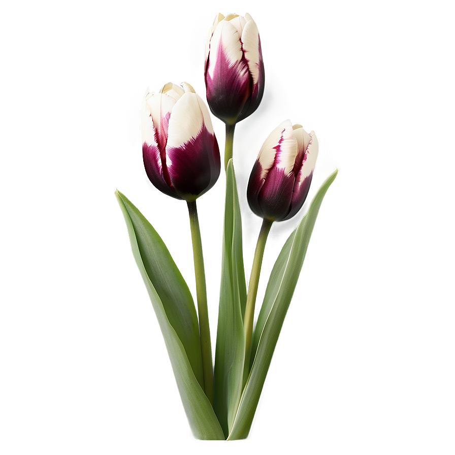 Black And White Tulips Png 99 PNG