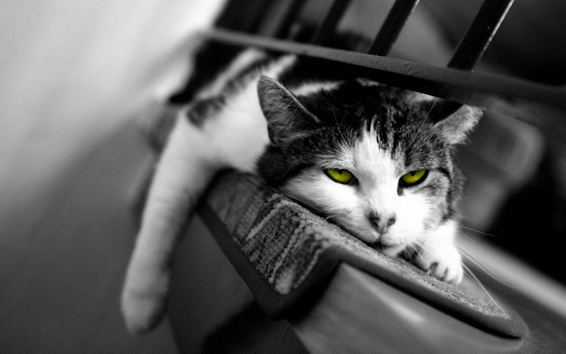 Black And White WIth Green Eyed Cat Wallpaper