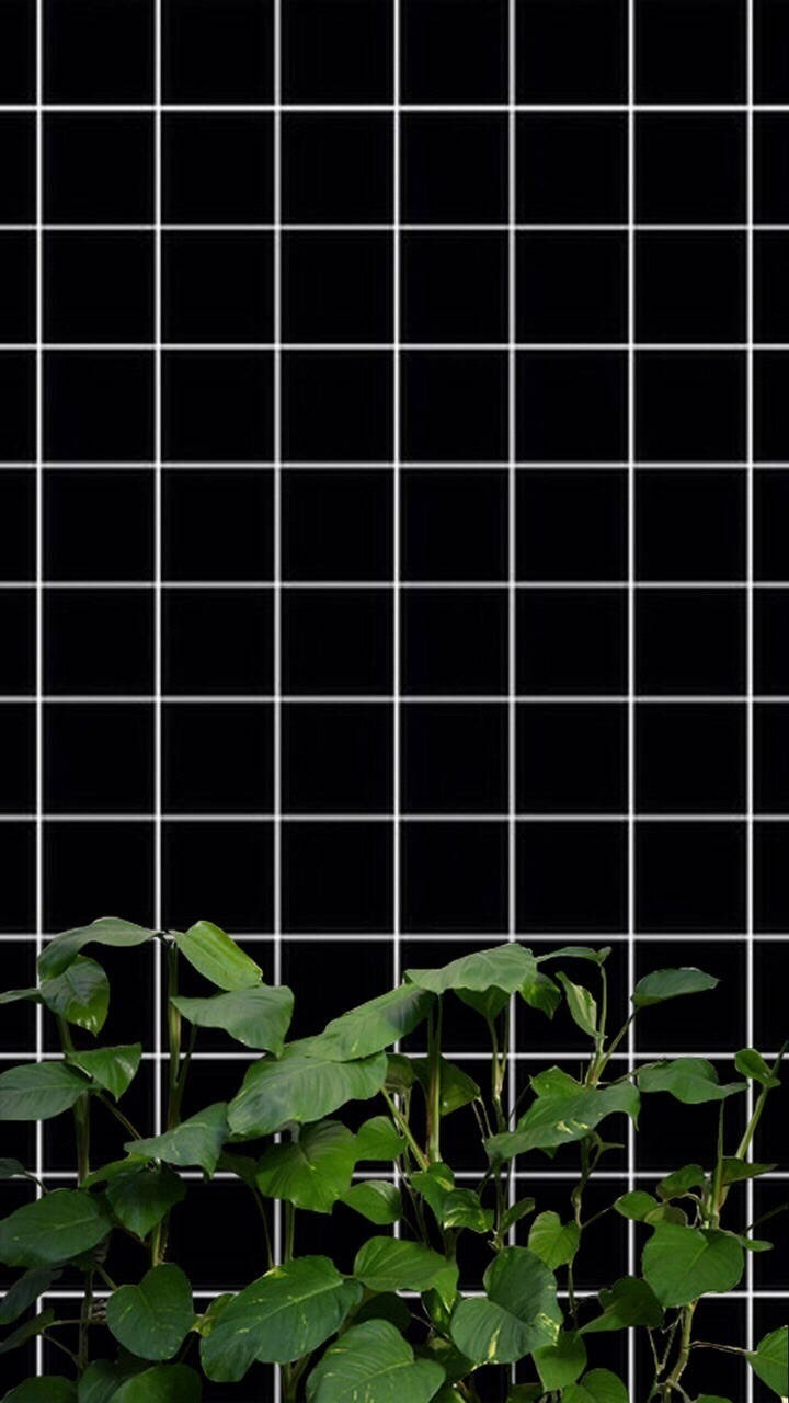 Black And White With Plants Grid Aesthetic Wallpaper