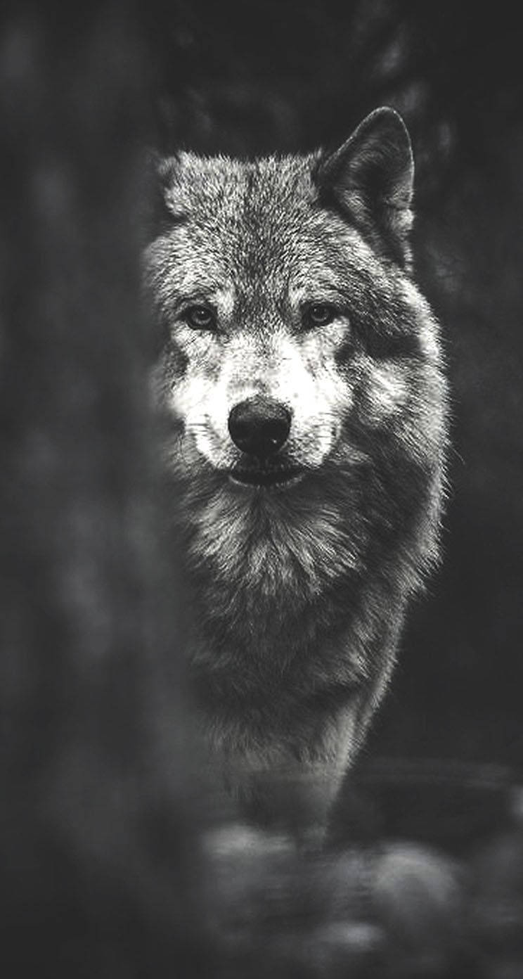 Looking Into the Beautiful Eyes of a Wolf Wallpaper