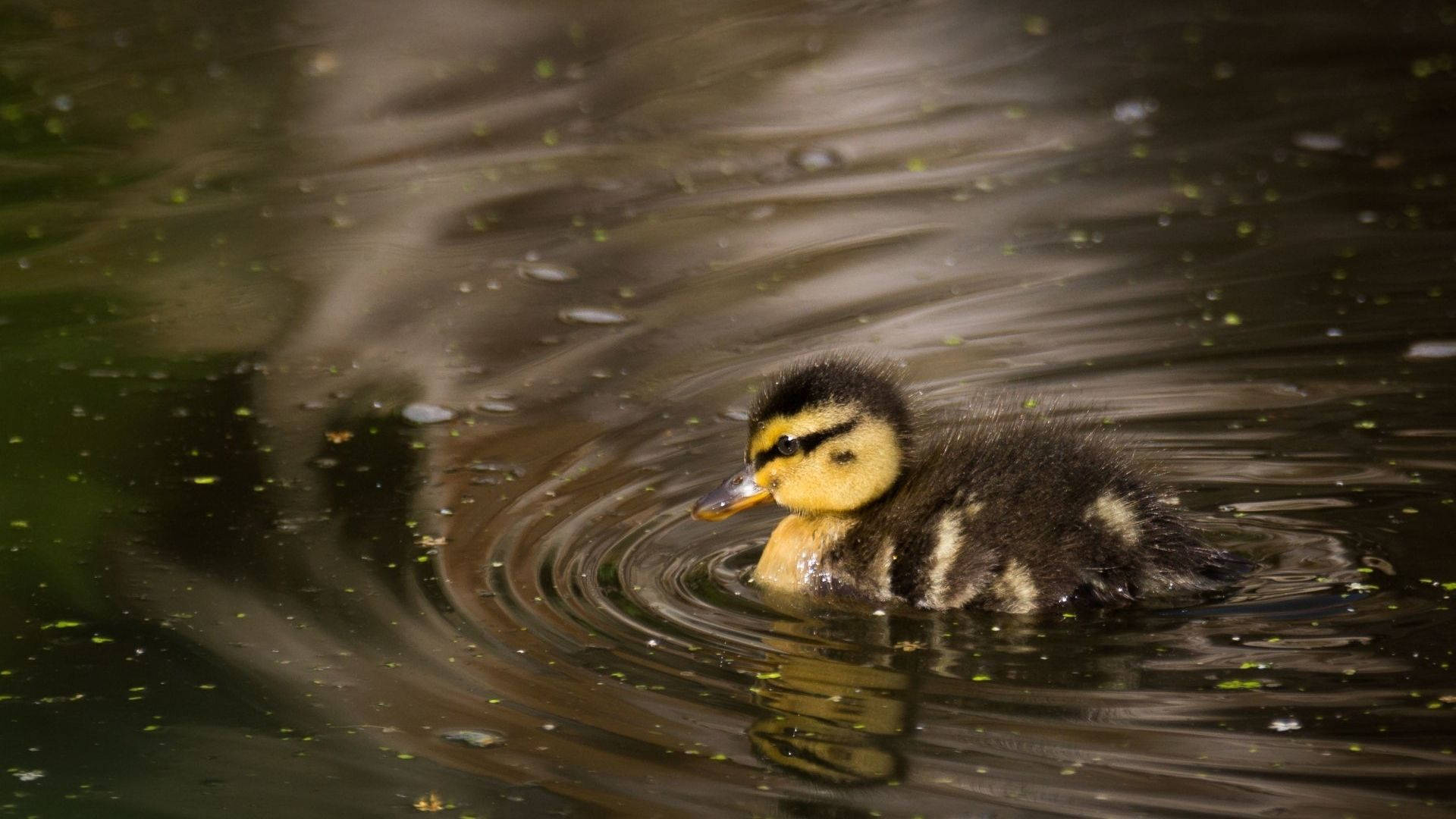 Black And Yellow Baby Duck Wallpaper