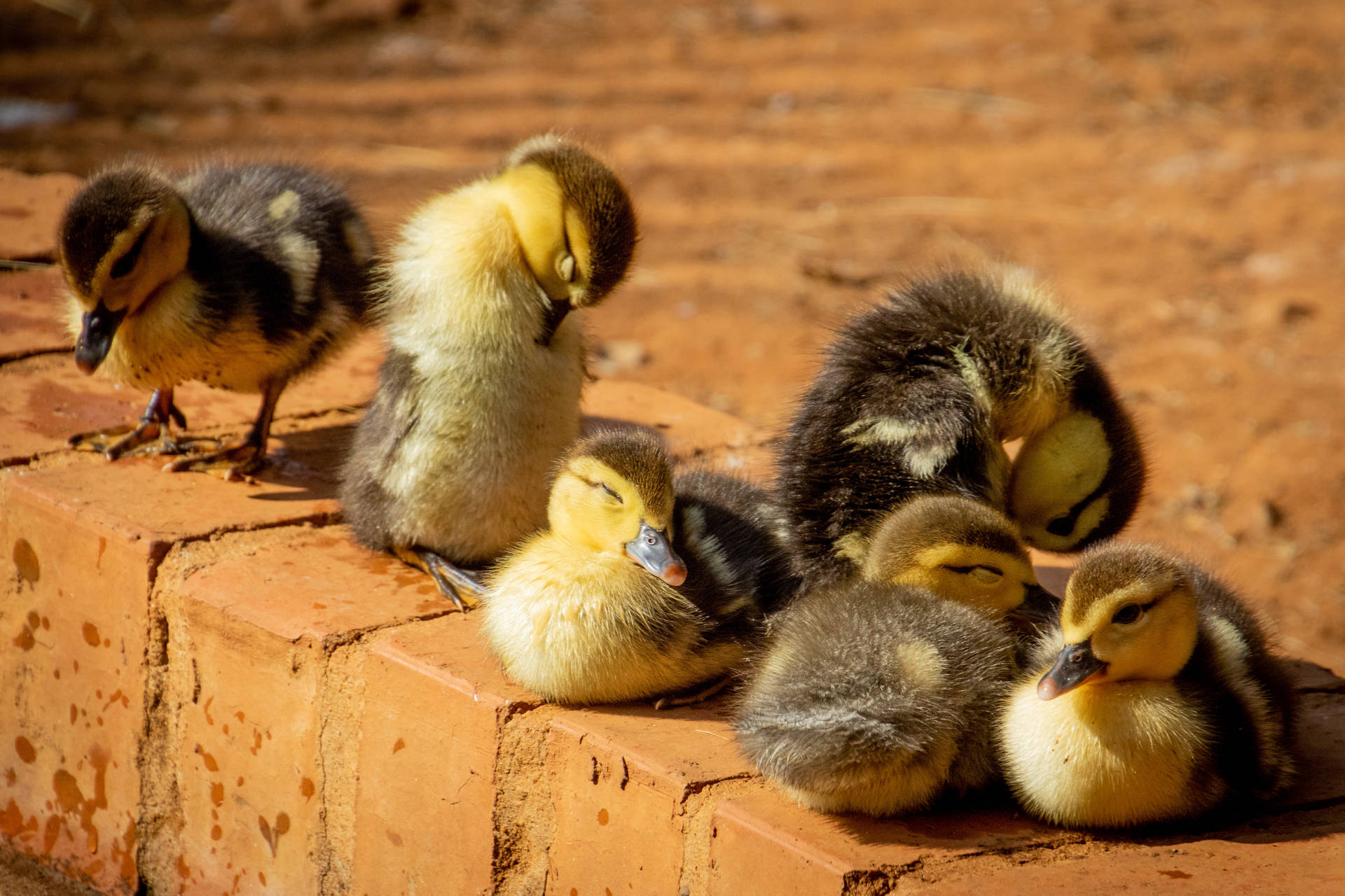 Black And Yellow Cute Animals Ducklings Wallpaper