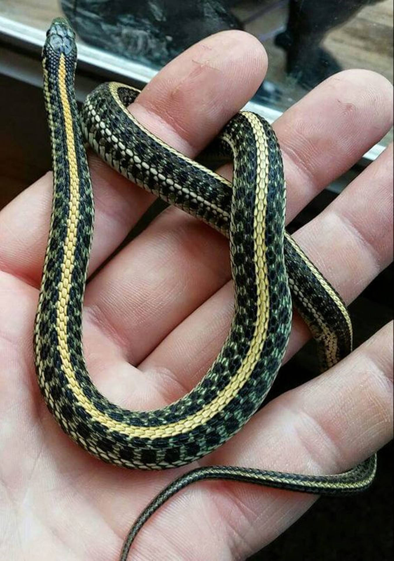 Black And Yellow Plains Garter Snake Wallpaper