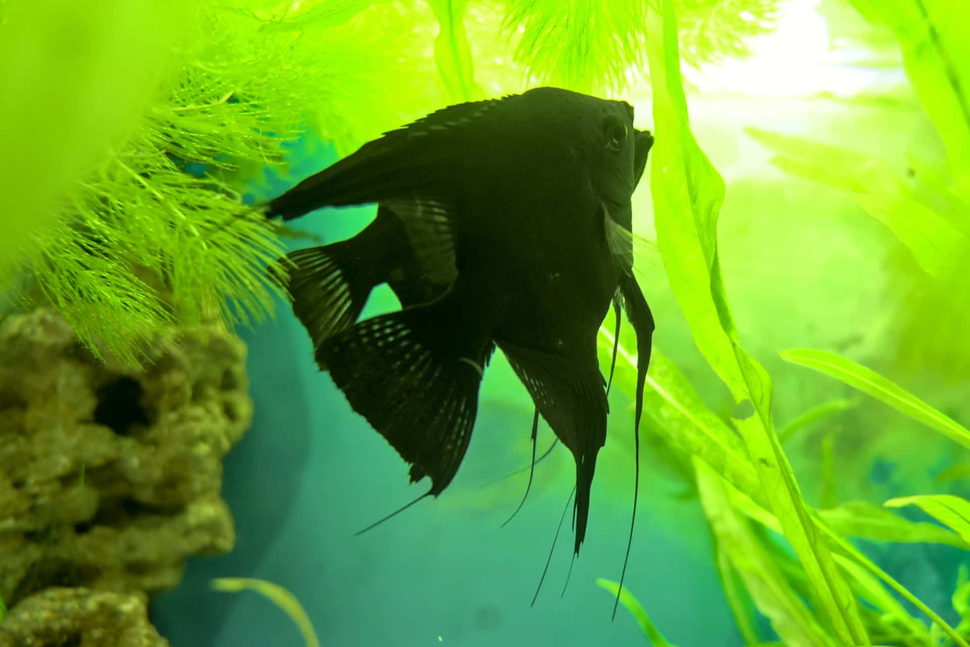 Black Angelfish Aquarium Scene Wallpaper