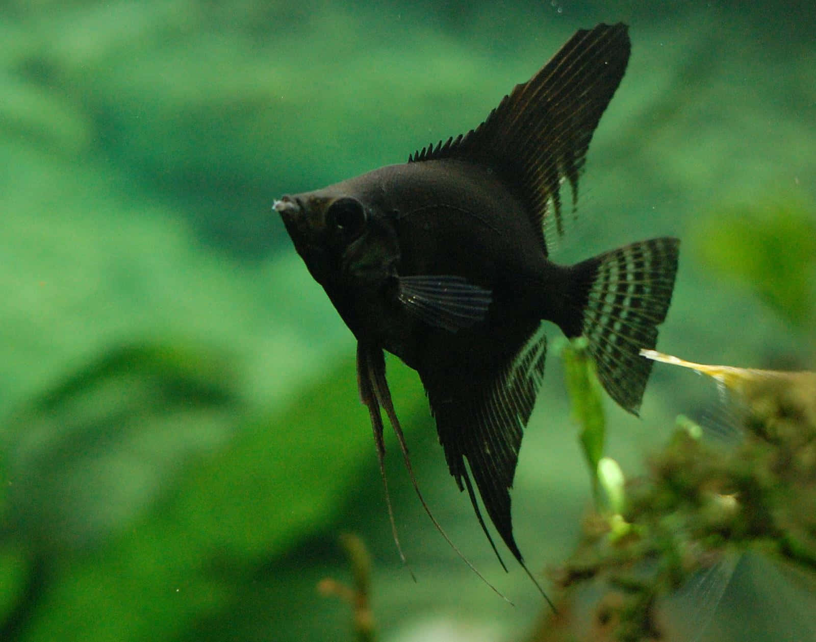 Black Angelfish Swimming Aquarium Wallpaper