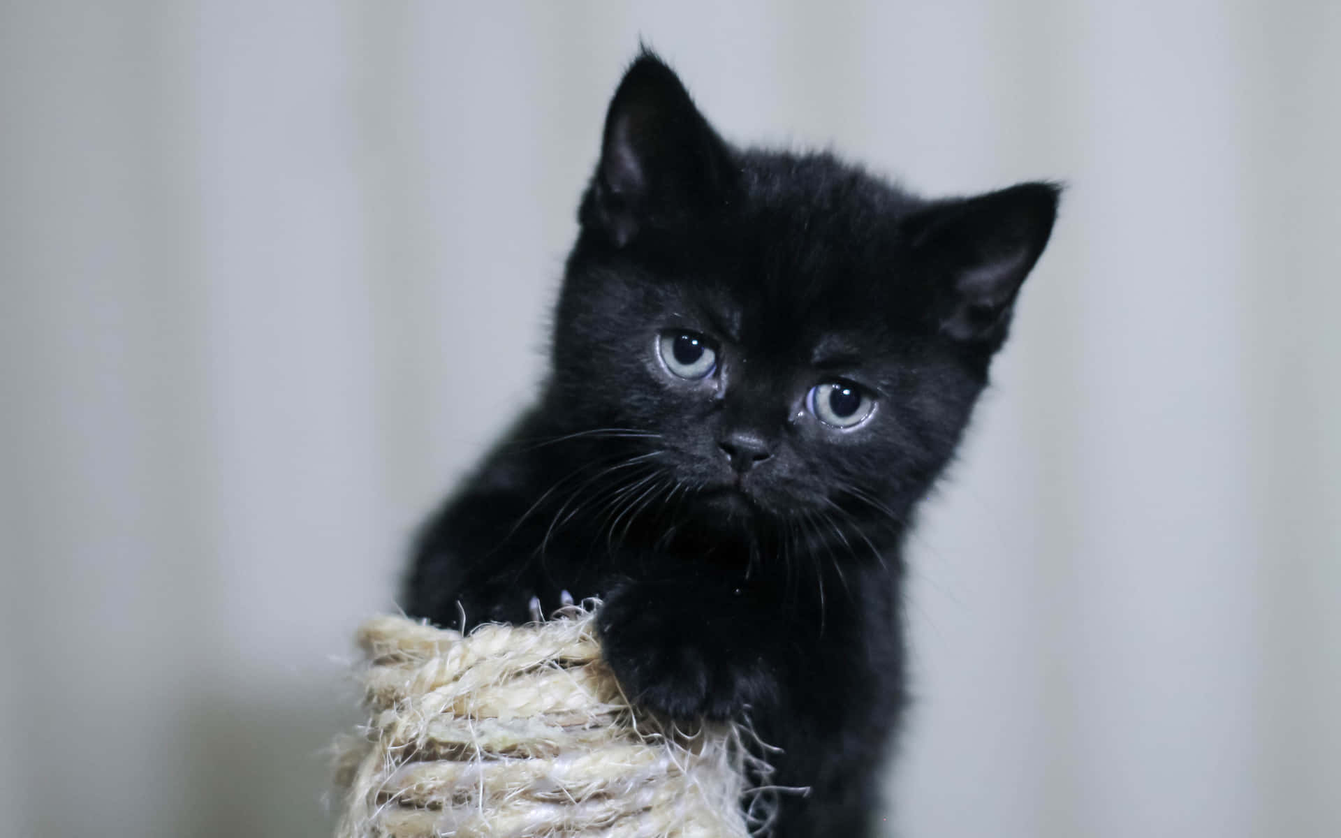 Adorable Black Kitten Pfp Wallpaper