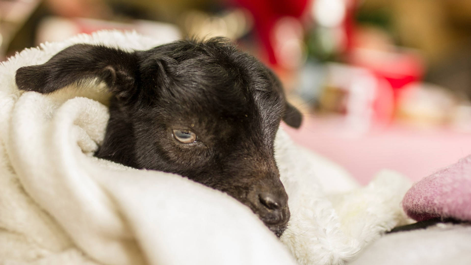 Black Baby Goat Covered In Blanket Wallpaper