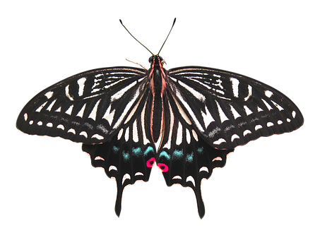 Black Background Butterfly PNG