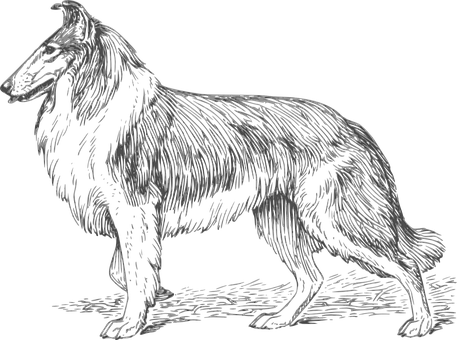 Black Background Dog Illustration PNG