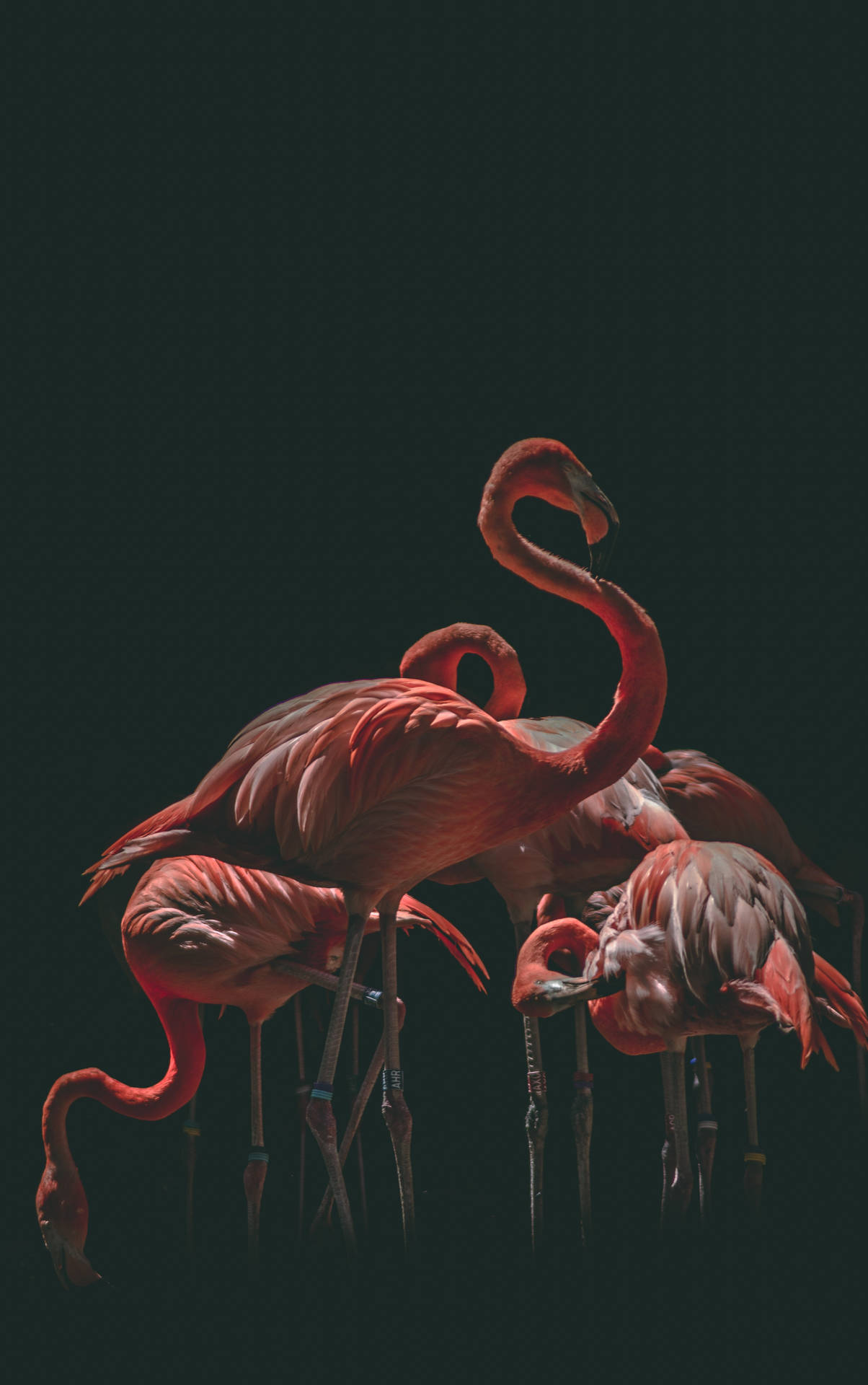 Black Background Flamboyance Flamingo