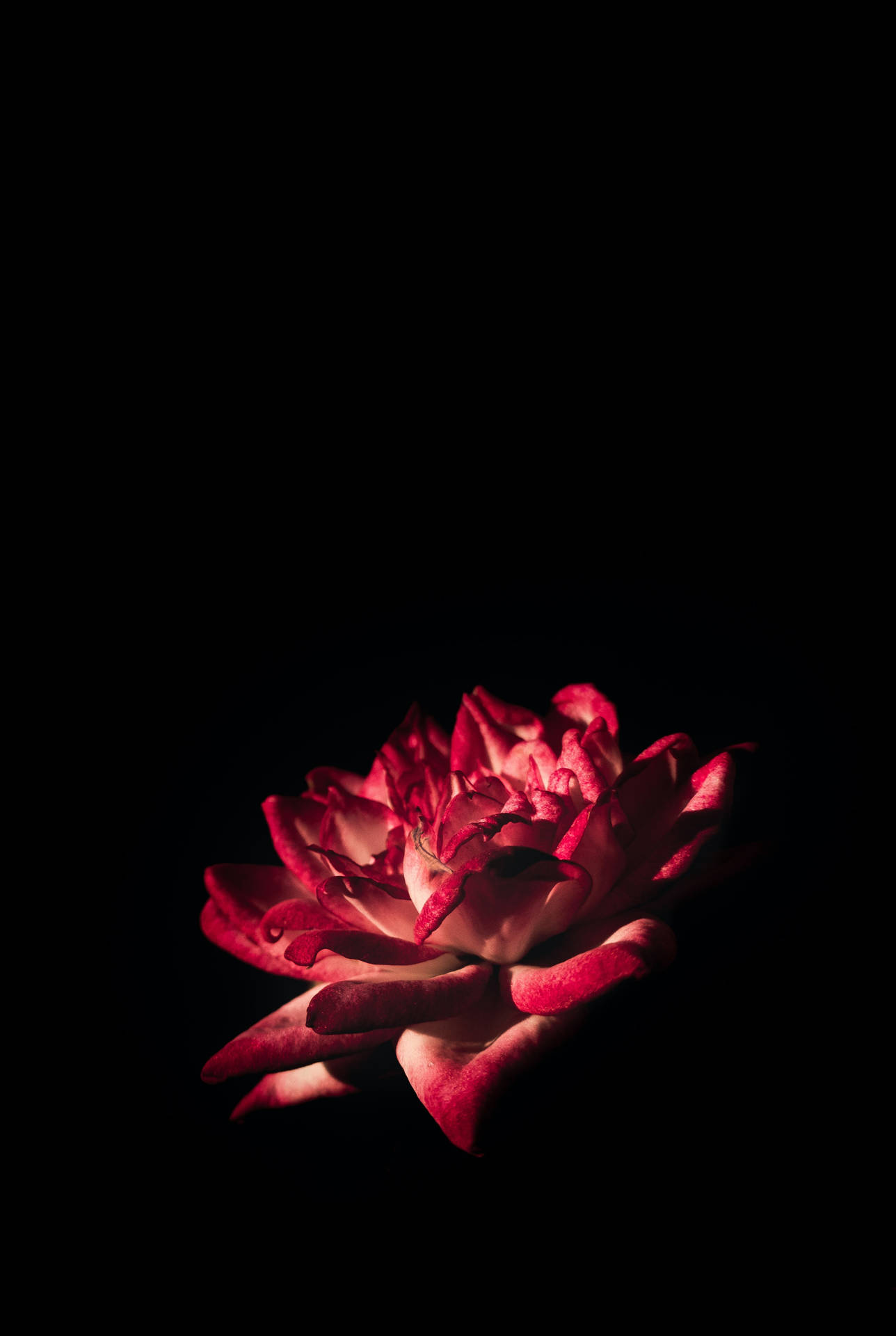 Black Background Red Lotus