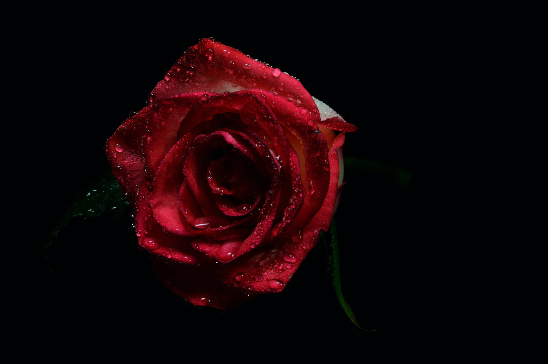 Black Background Red Rose