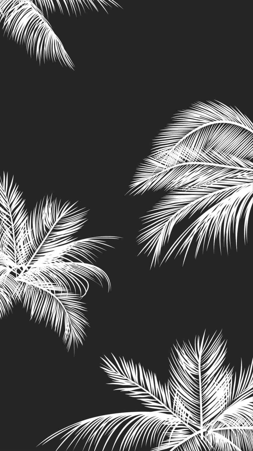 Black Background White Palm Leaves Aesthetic Wallpaper