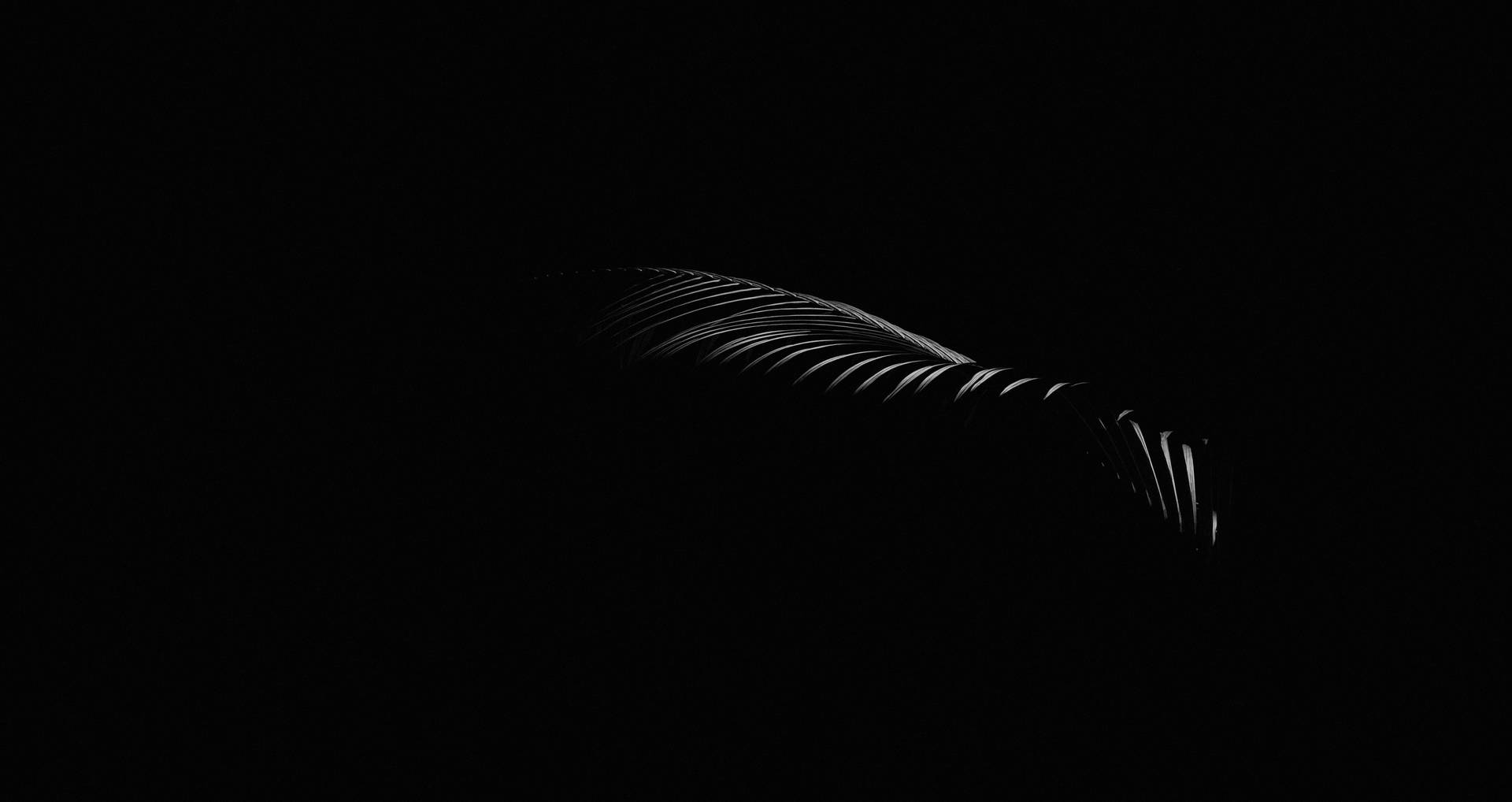 Black Background With Leaf Silhouette